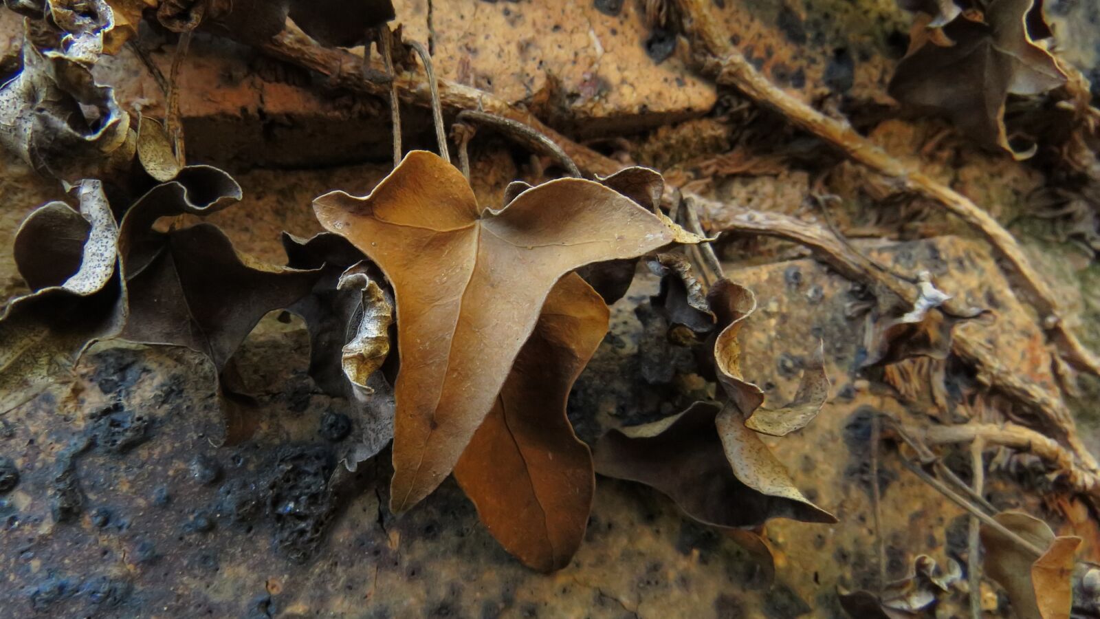Canon PowerShot SX60 HS sample photo. Leaf, brown, nature photography