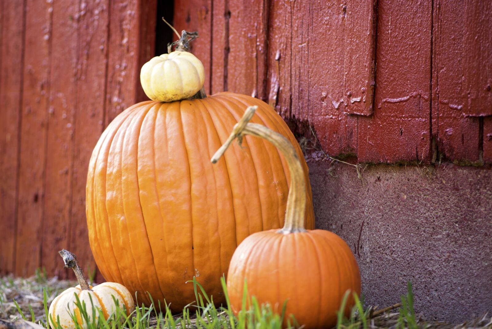 Nikon D810 sample photo. Pumpkins, farm, barn photography