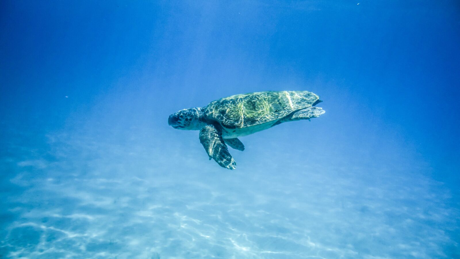 Sony Cyber-shot DSC-RX100 sample photo. Turtle, sea, sea turtle photography