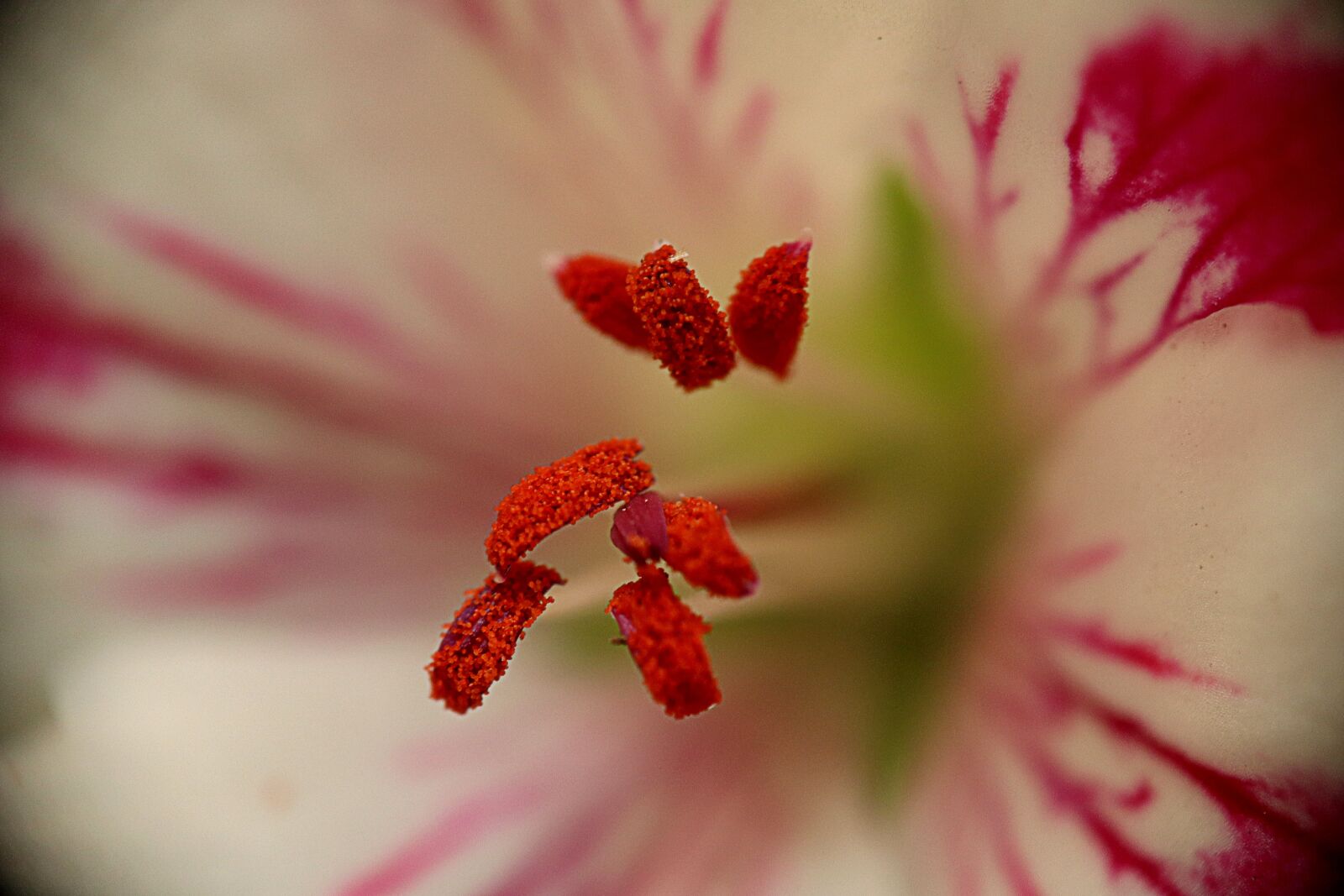 Canon EOS M50 (EOS Kiss M) sample photo. Flower, pistil, pollen photography