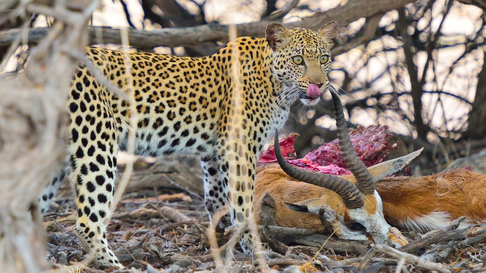 Nikon D800 sample photo. Leopard, namibia, south africa photography