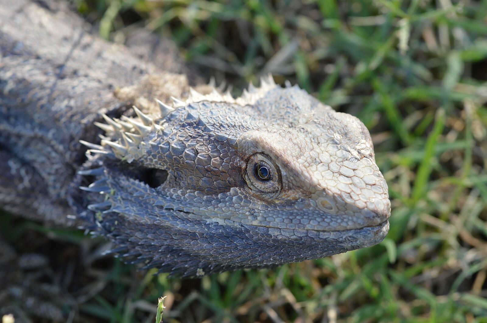 Nikon D3200 sample photo. Lizard, scales, close-up photography