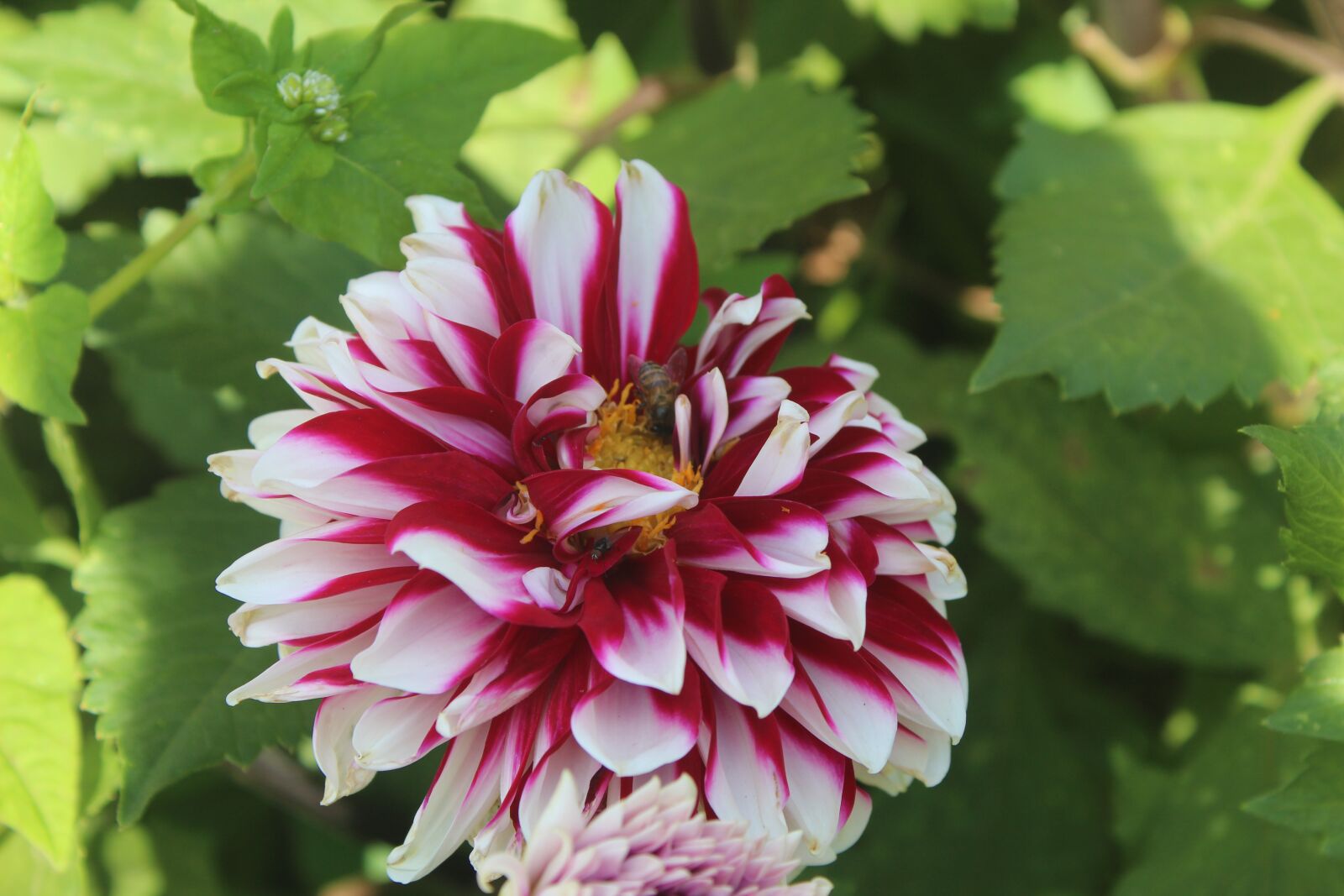 Canon EOS 1300D (EOS Rebel T6 / EOS Kiss X80) sample photo. Flower, honeybee, insect photography