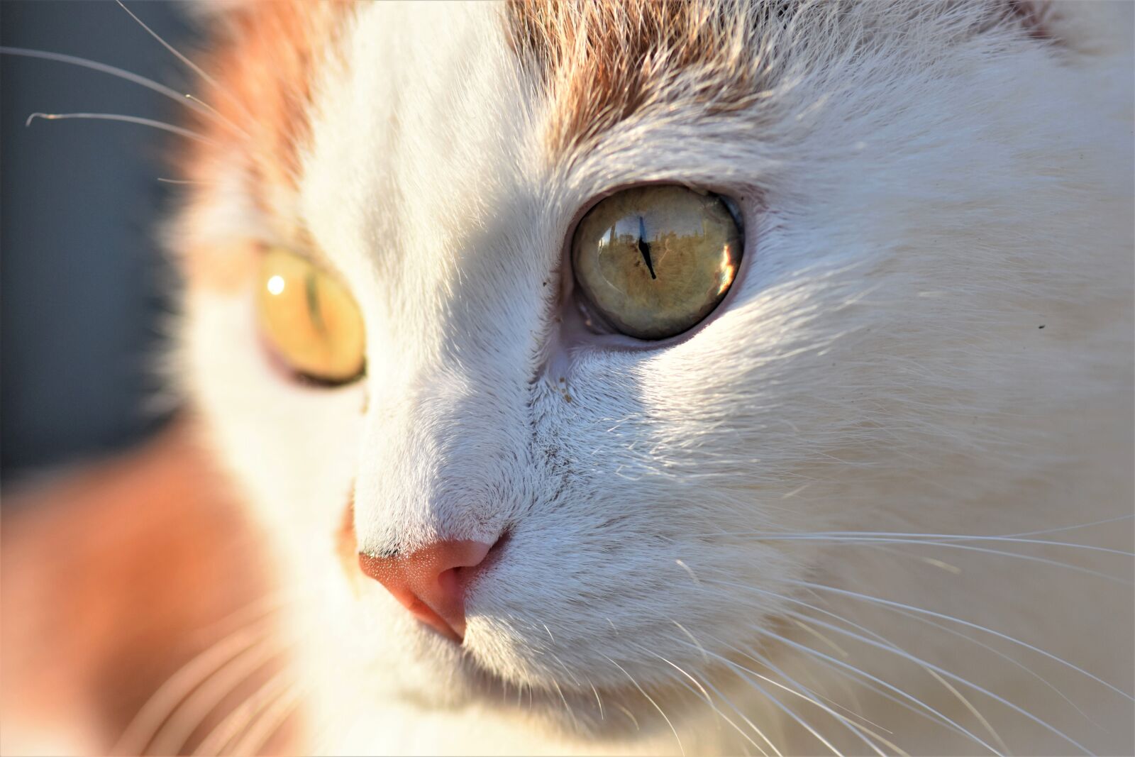 Nikon D5500 sample photo. Cat, domestic cat, pet photography