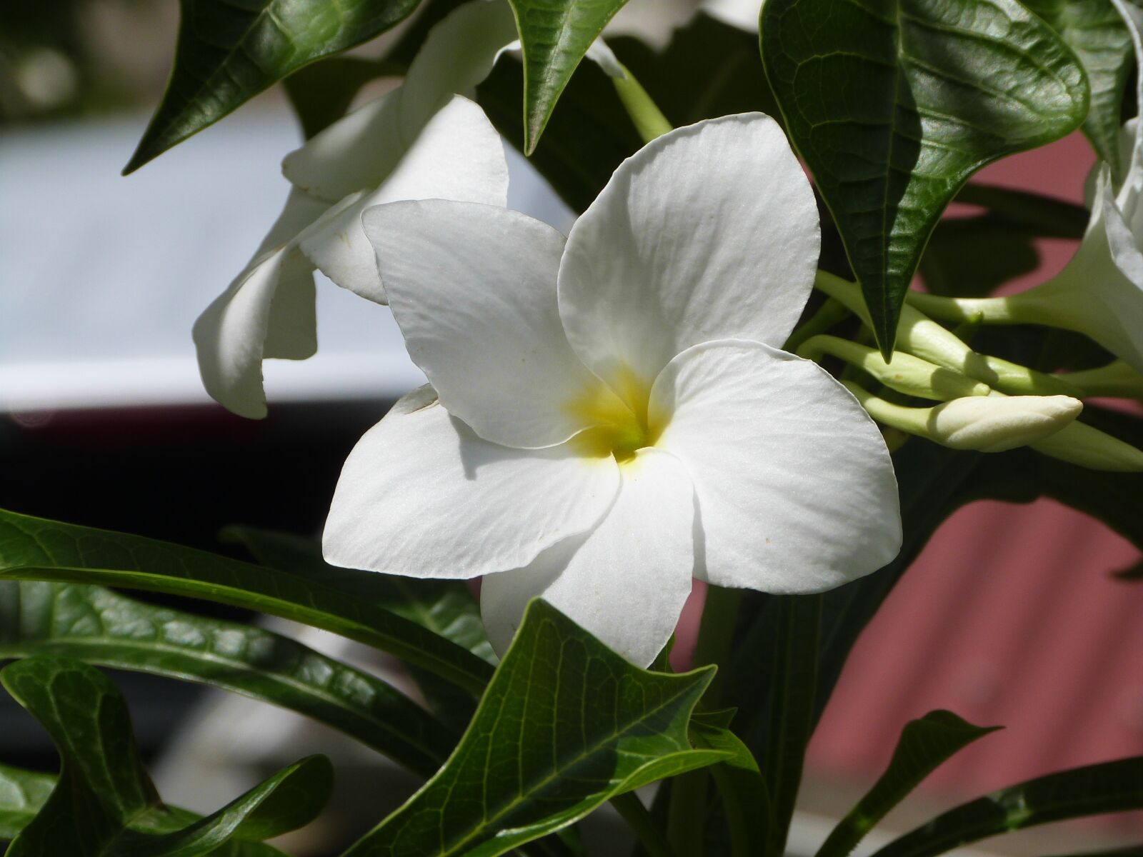 Panasonic Lumix DMC-FZ47 (Lumix DMC-FZ48) sample photo. Flower, white flower, amaryllis photography
