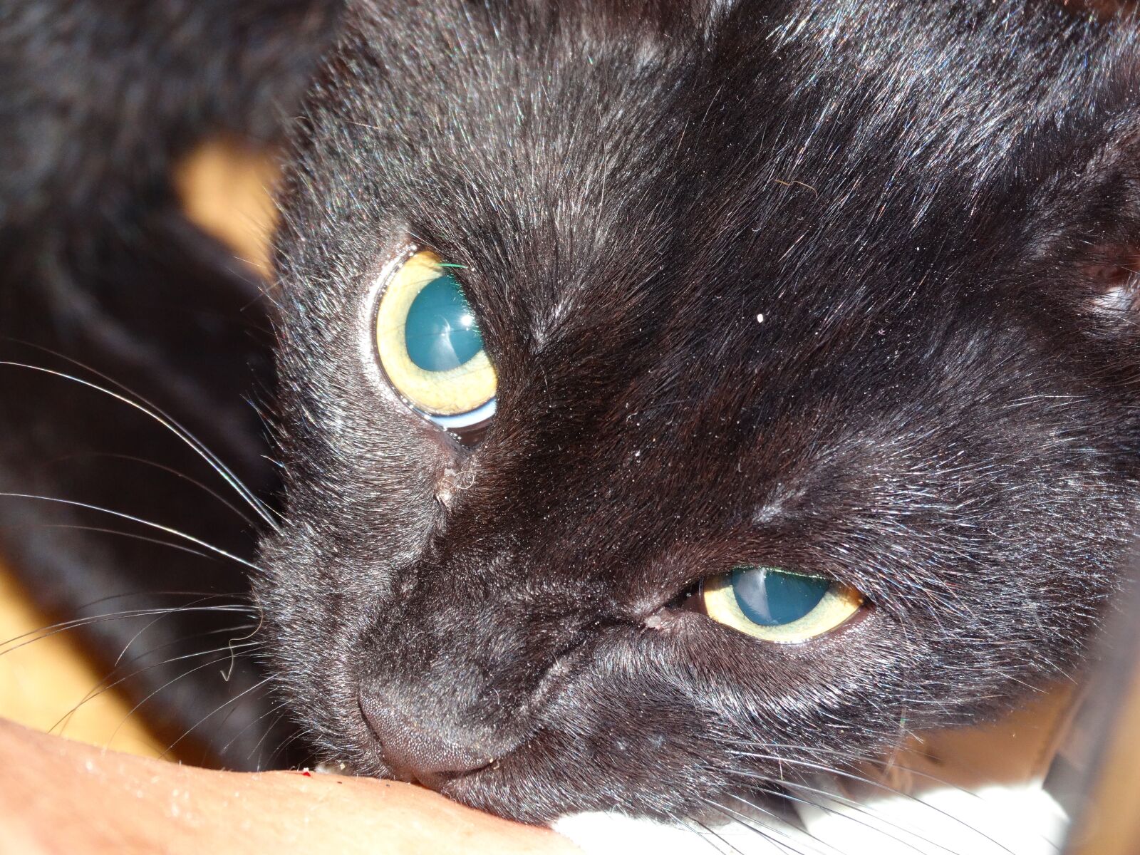 Sony Cyber-shot DSC-HX300 sample photo. Cat, black cat, cat photography