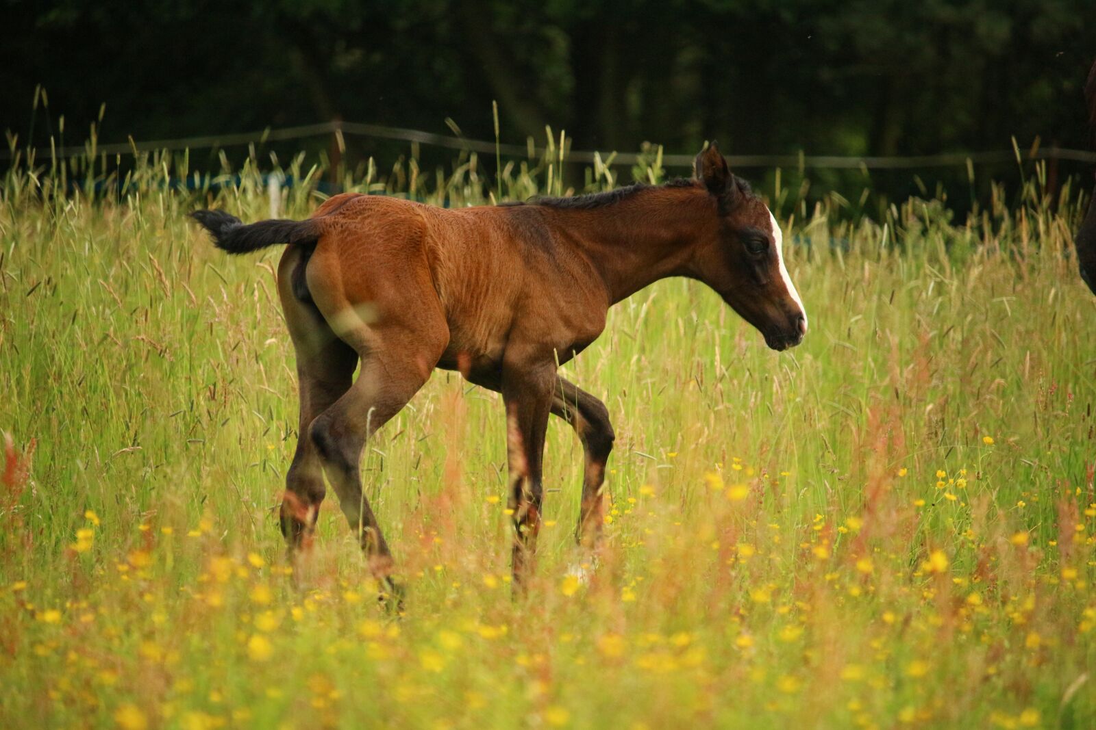 Canon EOS 100D (EOS Rebel SL1 / EOS Kiss X7) sample photo. Foal, horse, brown photography