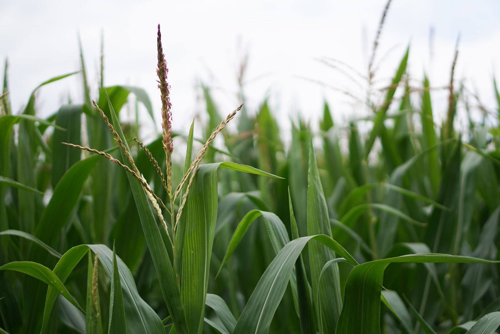 E 50mm F1.8 OSS sample photo. Cornfield, corn, corn cultivation photography