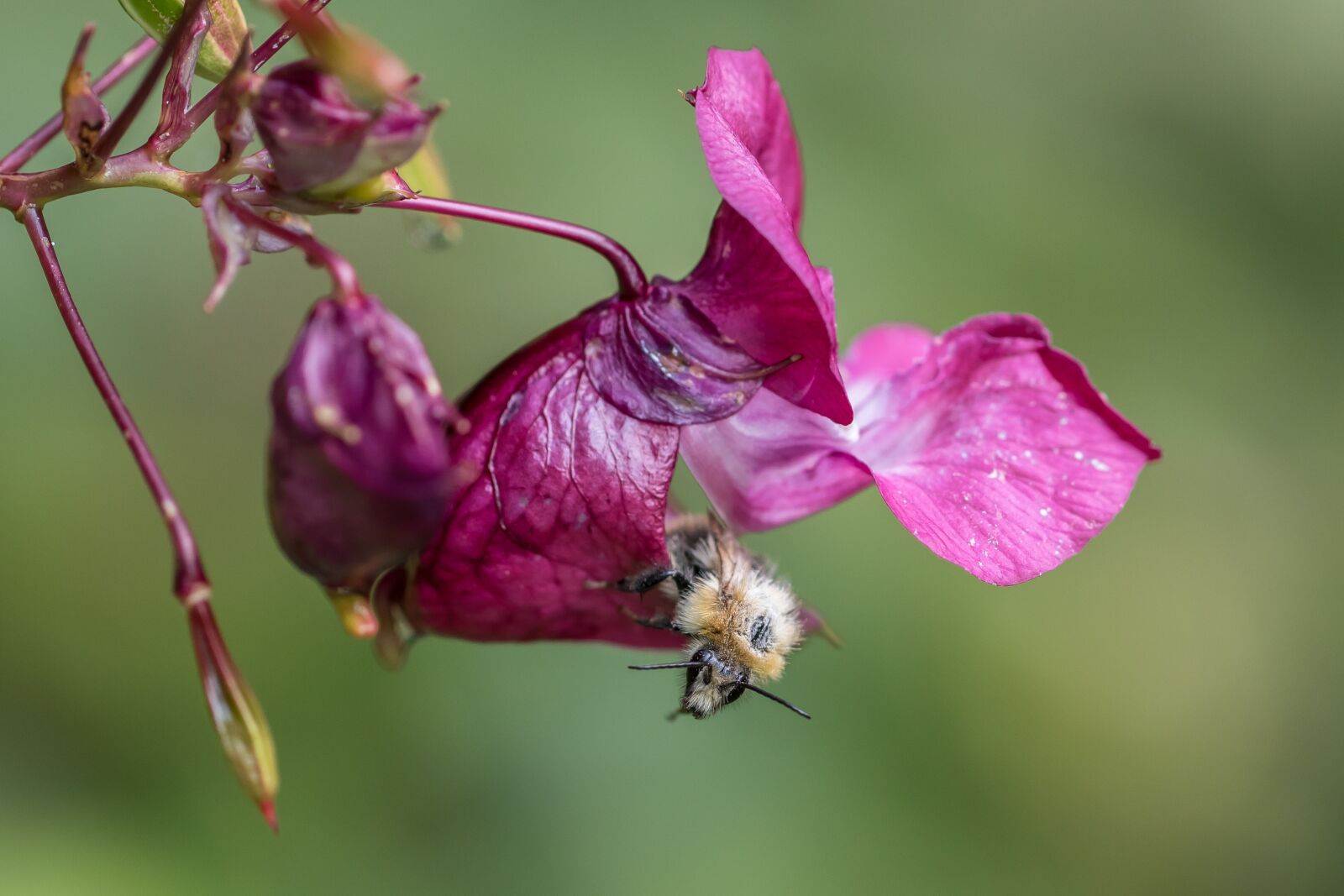 Canon EOS 7D Mark II sample photo. Balsam, bee, nectar photography