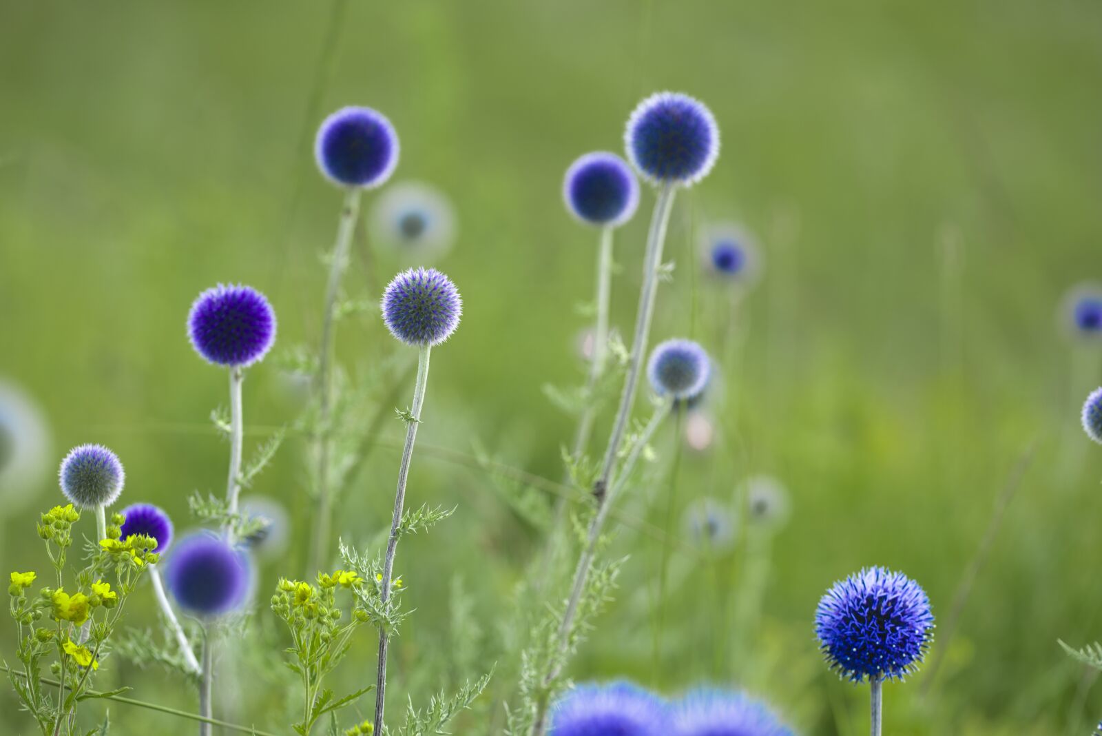 Nikon D800E sample photo. Flowers, return my thistle photography