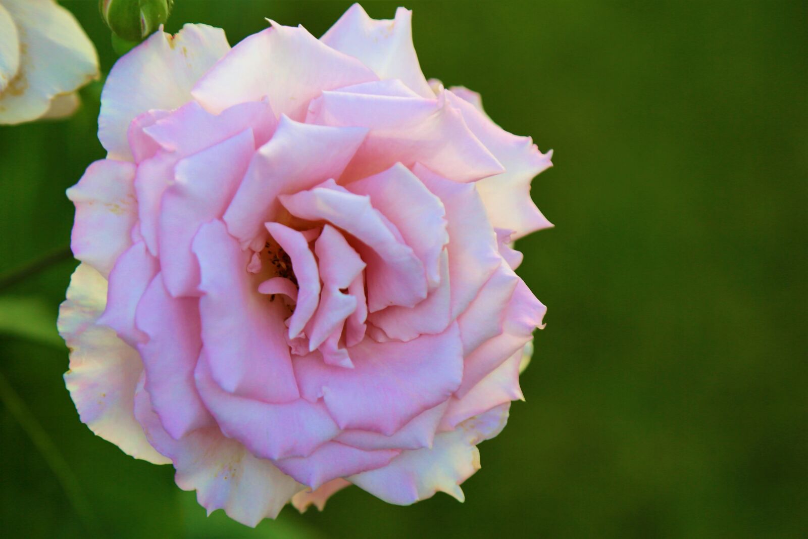 Canon EF 24-105mm F4L IS USM sample photo. Rose, spring, nature photography