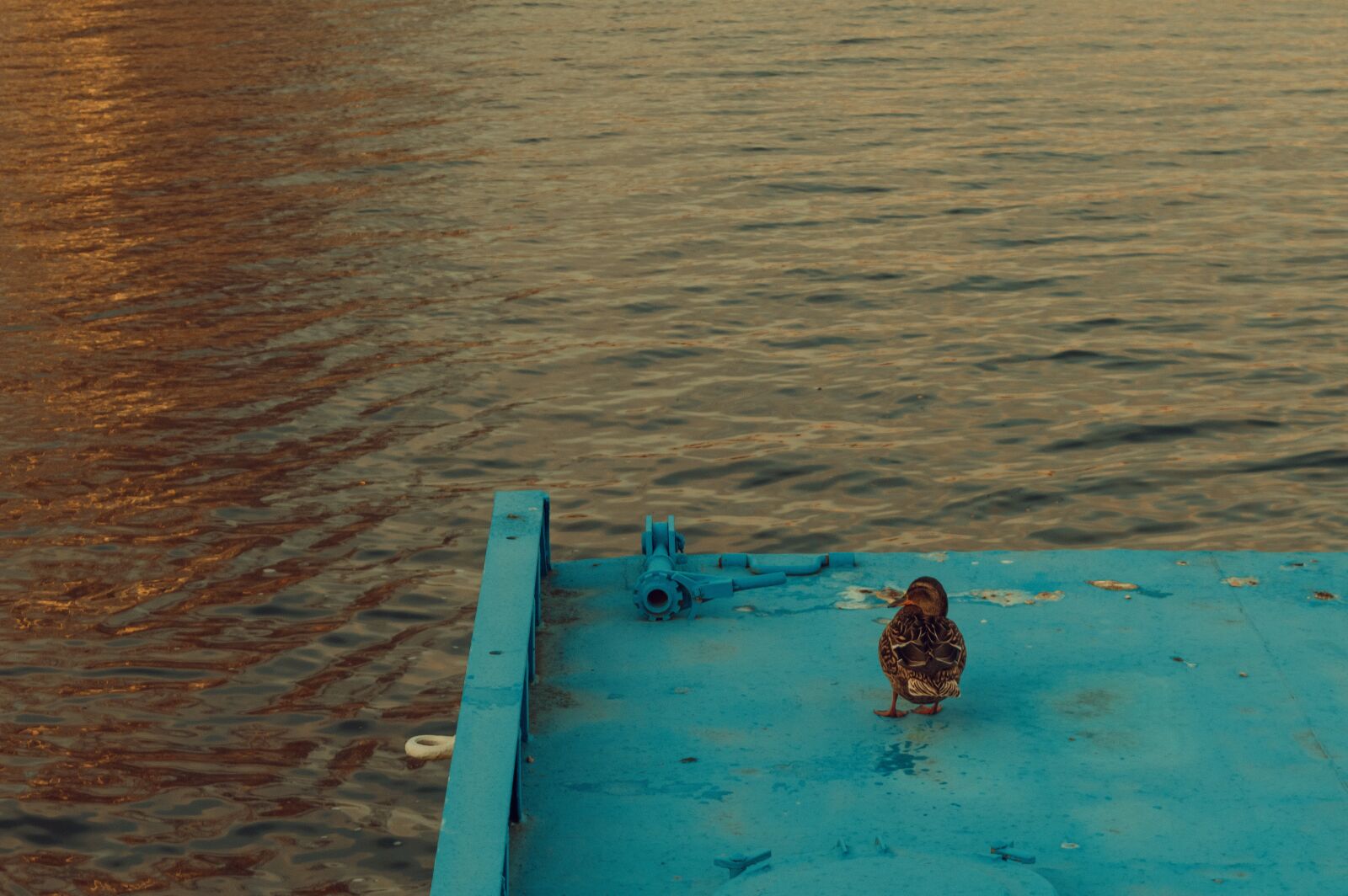 Nikon D3200 sample photo. Duck, bird, beach photography
