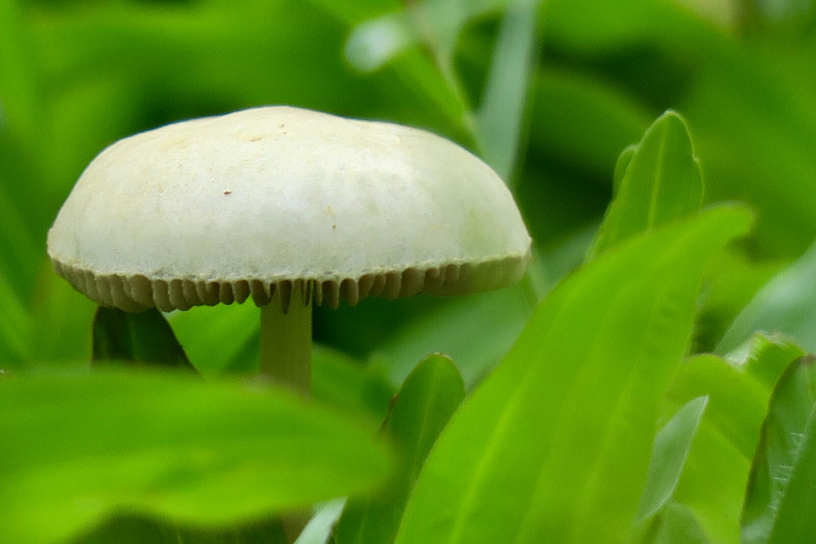 Canon PowerShot G3 X sample photo. Mushroom, plant, garden photography