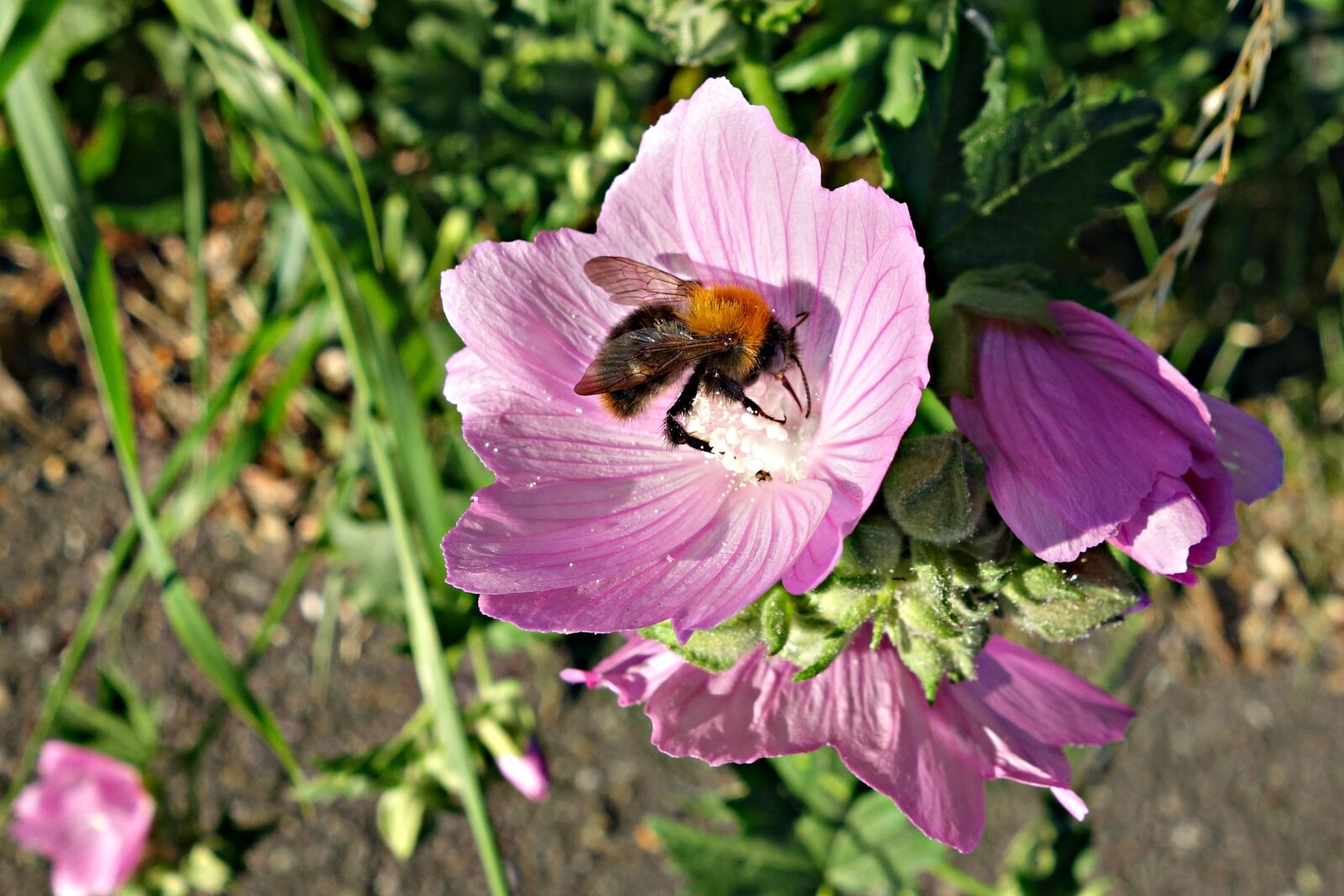 Sony Cyber-shot DSC-RX100 sample photo. Bee, cranesbill, flower, geranium photography