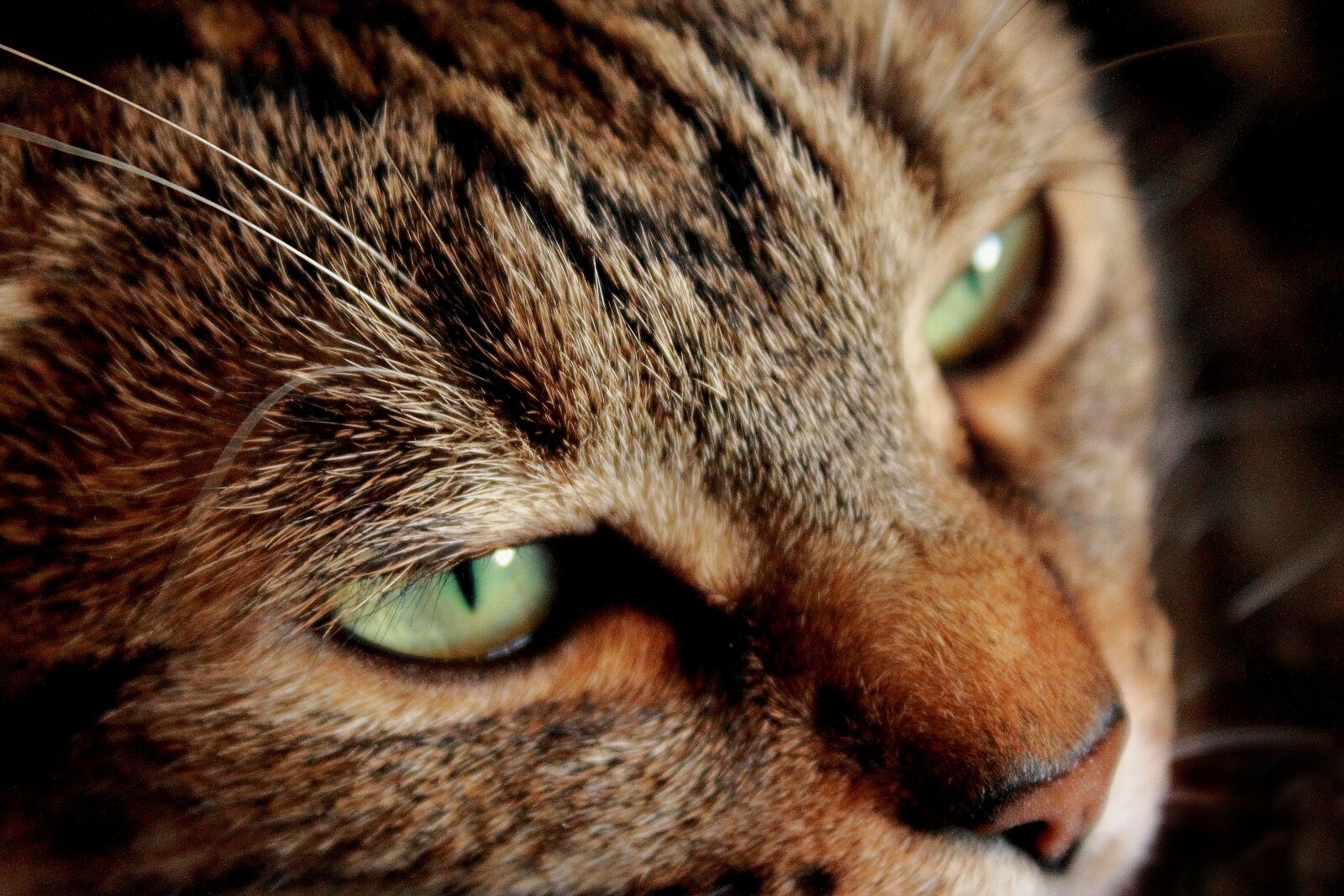 Canon EOS 1100D (EOS Rebel T3 / EOS Kiss X50) sample photo. Cat, look melancolique, sadness photography