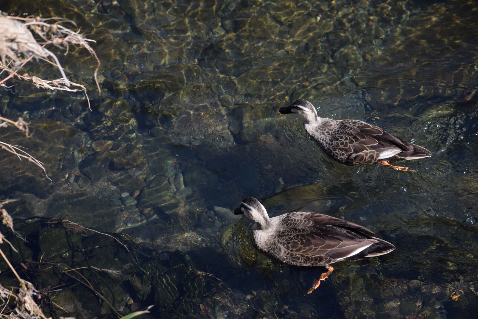 Nikon D5300 sample photo. Duck, water, river photography