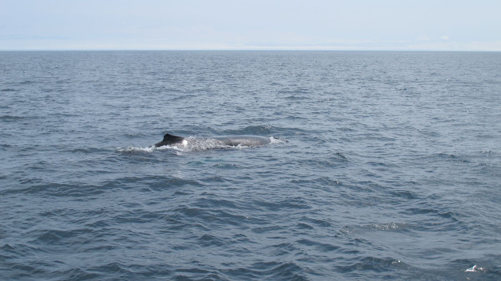 Canon PowerShot G12 sample photo. Newfoundland, humpback, whale photography