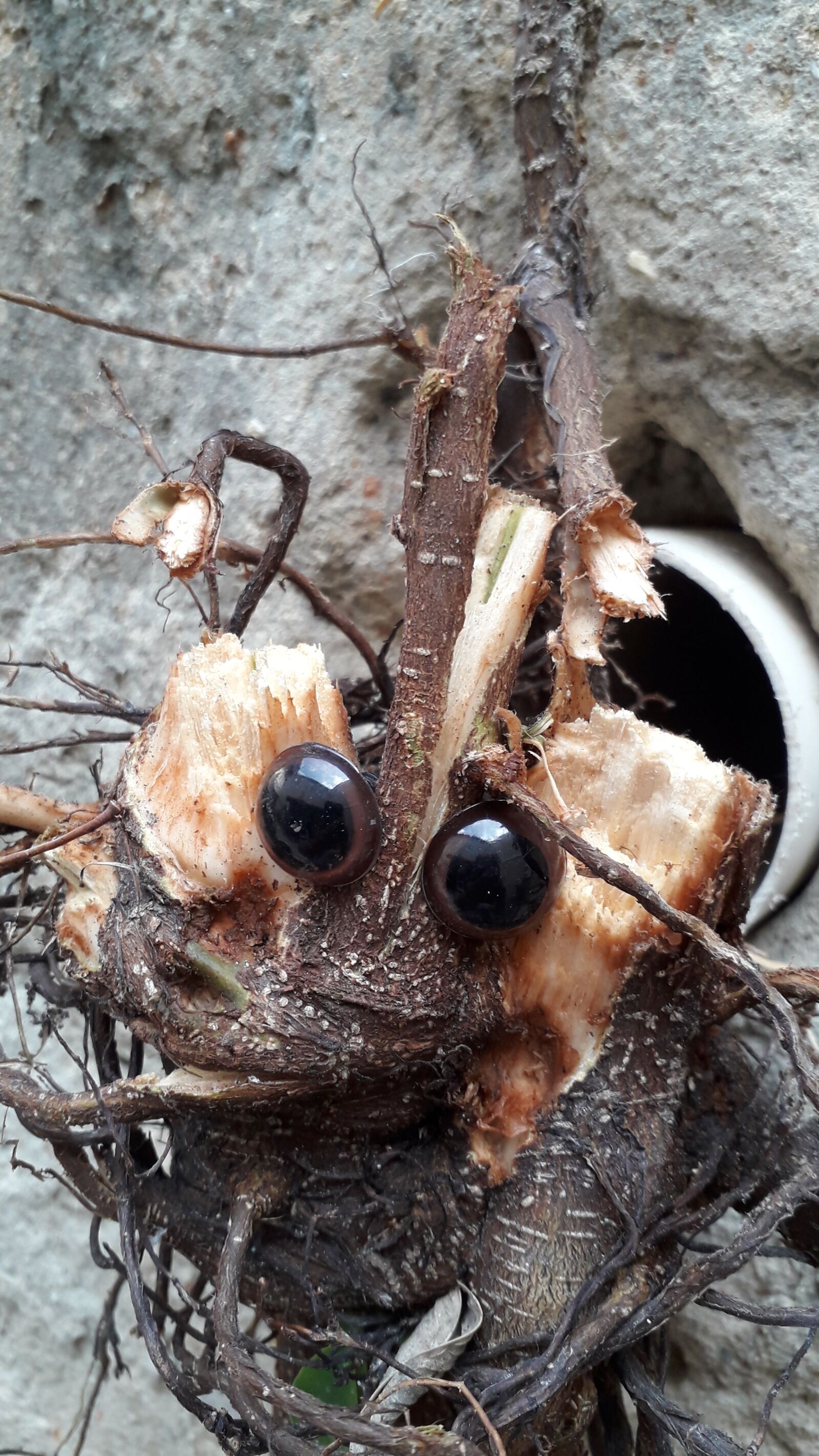 Samsung Galaxy J4 sample photo. Olhos, raizes, criativo photography