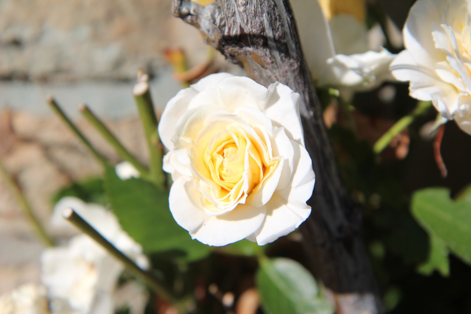 Canon EOS 600D (Rebel EOS T3i / EOS Kiss X5) sample photo. Pink, rosebush, white rose photography