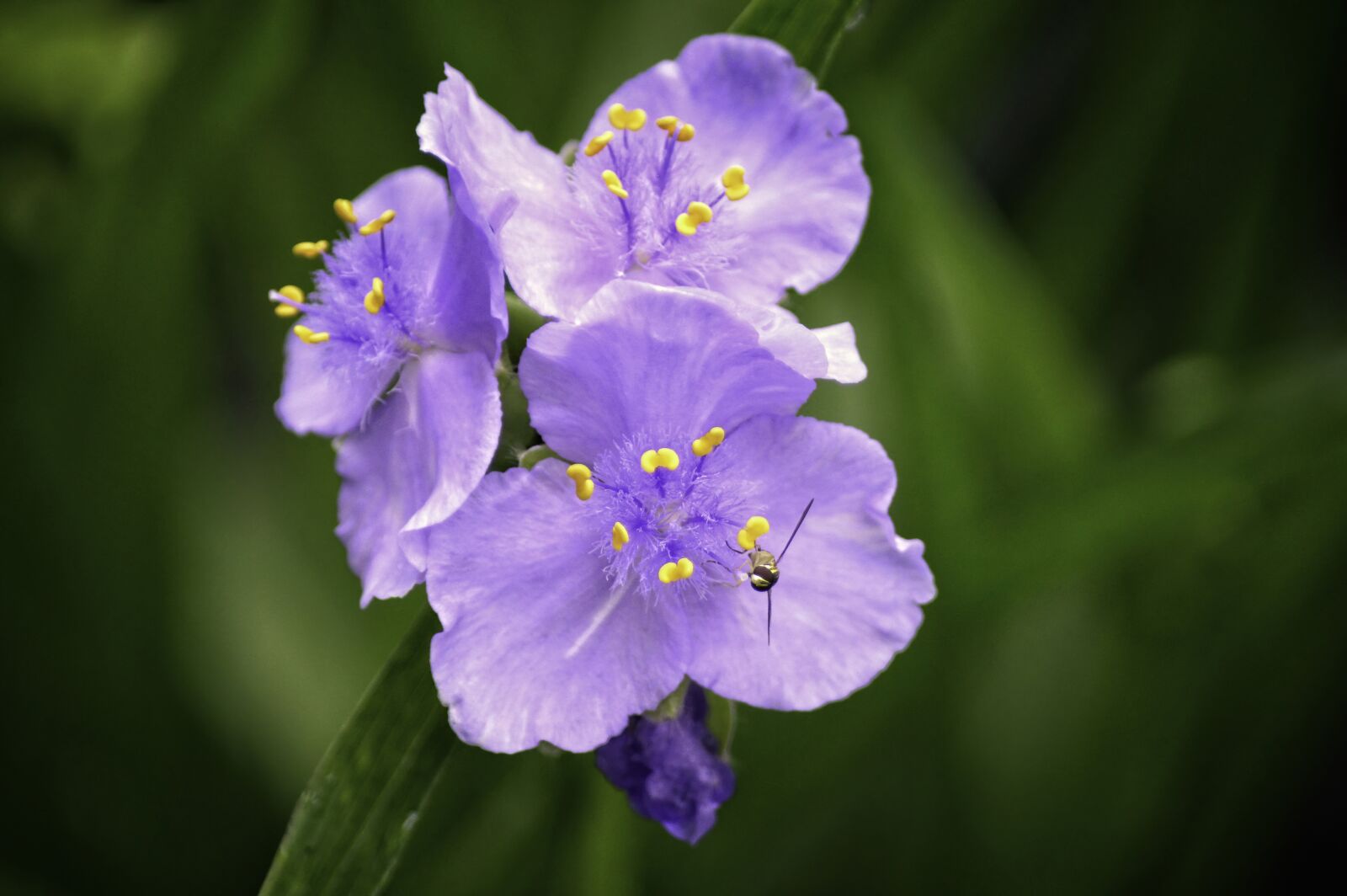 Nikon D3200 sample photo. Spiderwort, flower, garden photography