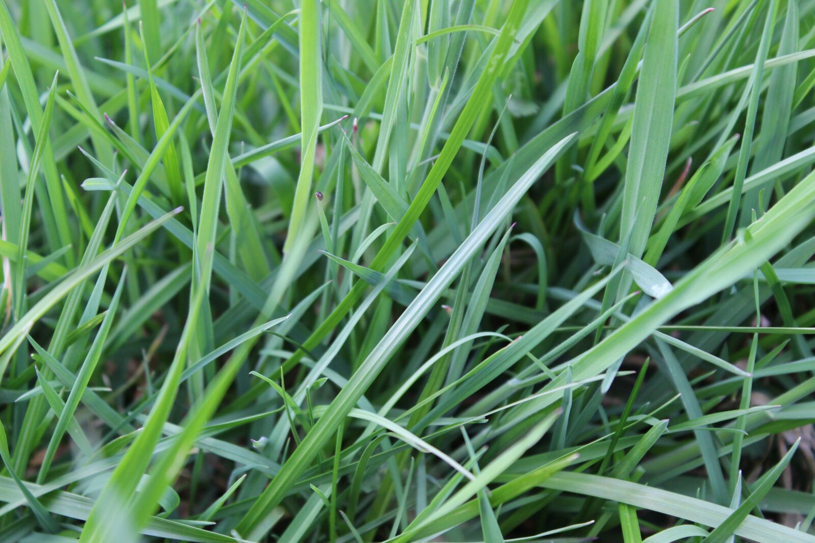 Canon EOS 600D (Rebel EOS T3i / EOS Kiss X5) sample photo. Blades of grass, meadow photography