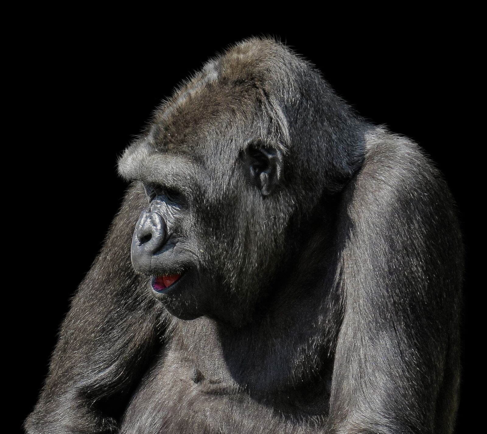 Canon PowerShot SX50 HS sample photo. Animals, monkey, gorilla photography