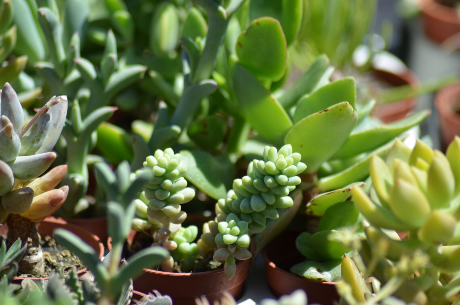 Nikon D5100 sample photo. Succulents, cacti, cactus photography