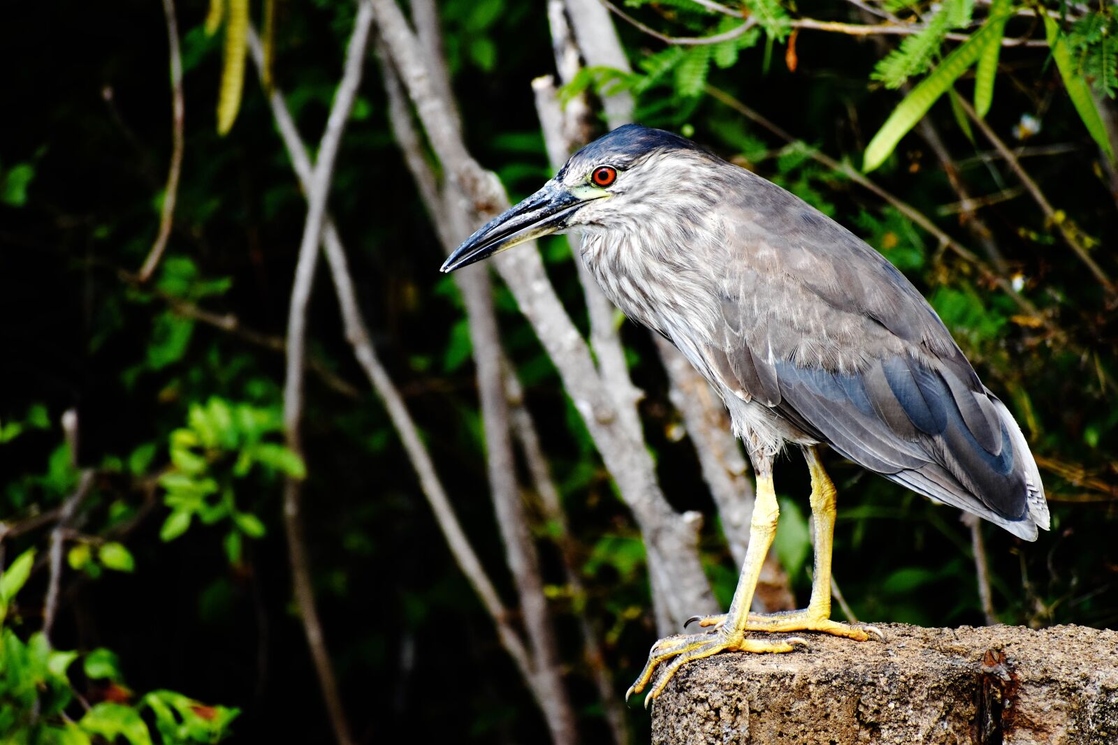 Nikon D5500 sample photo. Bird, beak, bill photography