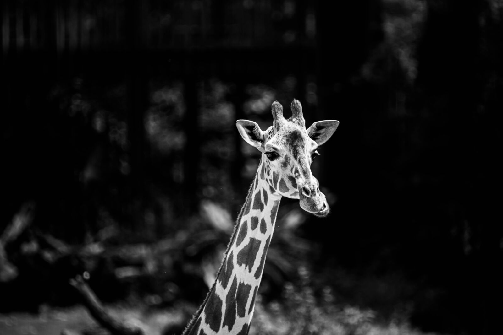 Tamron SP 150-600mm F5-6.3 Di VC USD sample photo. Giraffe, africa, wilderness photography