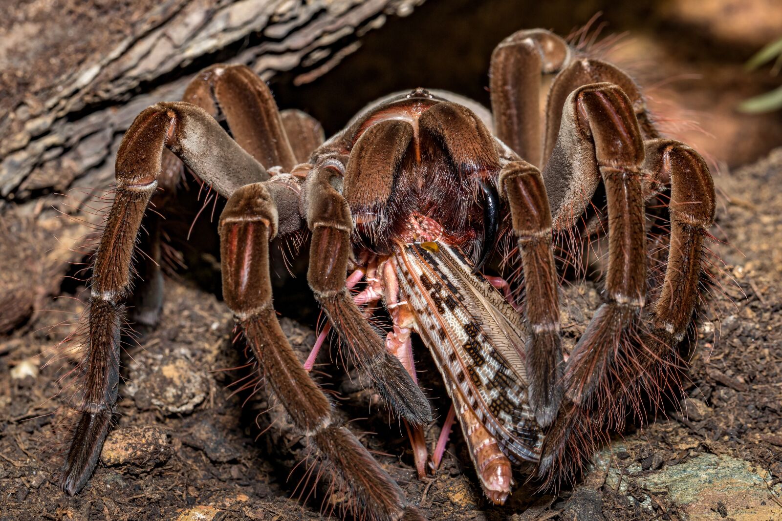 Canon EOS 5D Mark IV + Canon EF 100mm F2.8L Macro IS USM sample photo. Tarantula, theraphosa, feeding photography