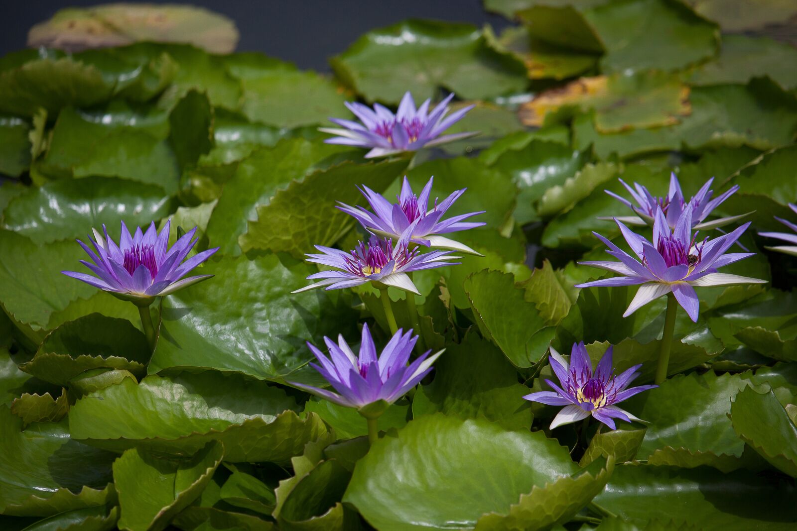 Canon EOS 50D + Canon EF-S 55-250mm F4-5.6 IS STM sample photo. Water lily, plant, pond photography