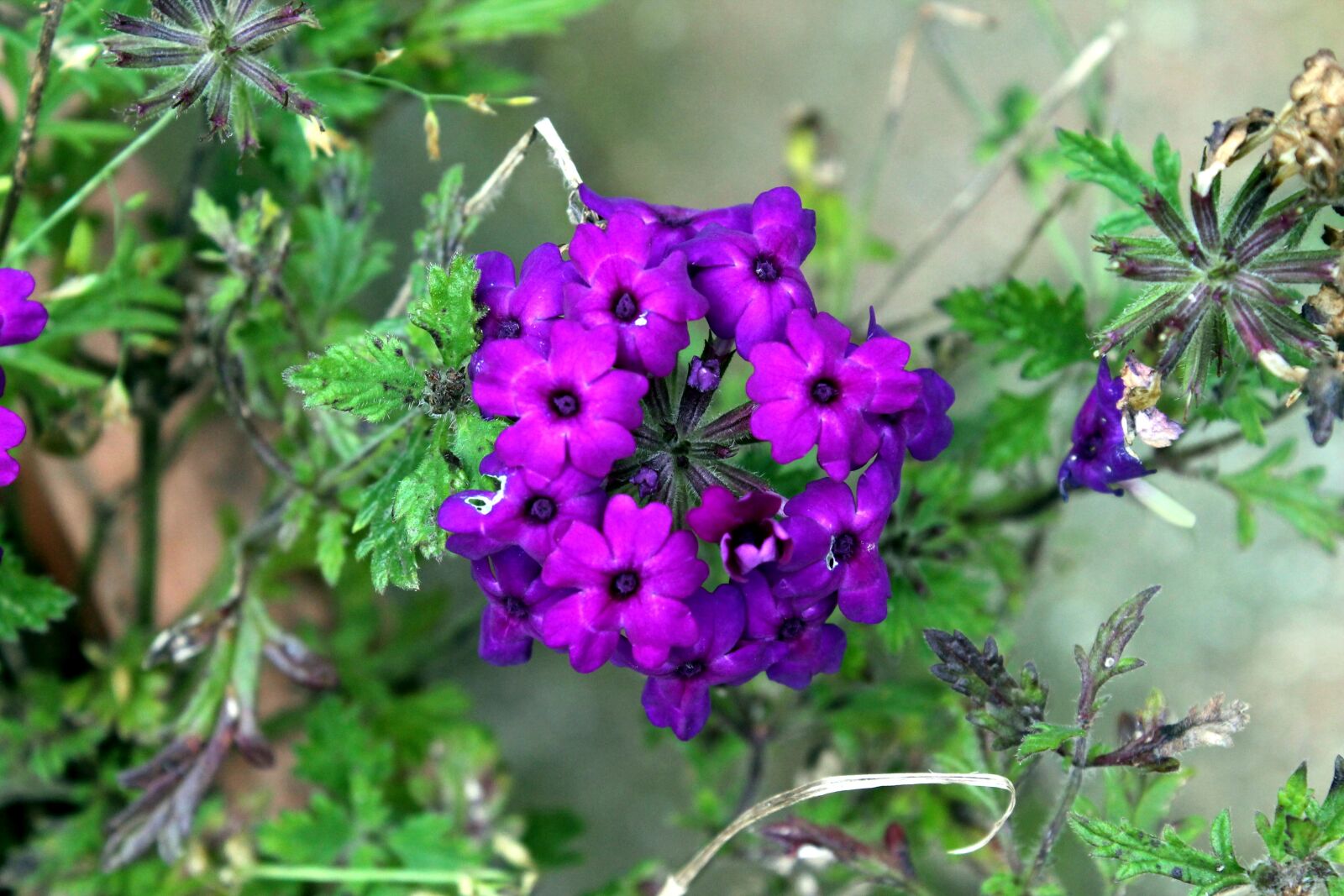 Canon EOS 1100D (EOS Rebel T3 / EOS Kiss X50) sample photo. Flower, purple, garden photography