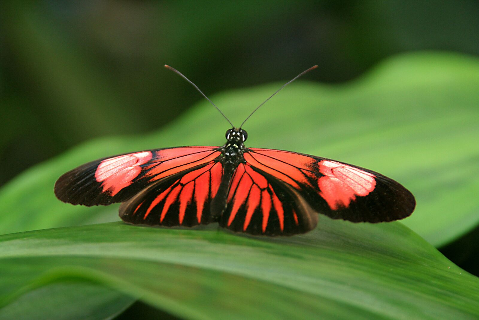 Canon EOS 350D (EOS Digital Rebel XT / EOS Kiss Digital N) sample photo. Butterfly, nature, insect photography