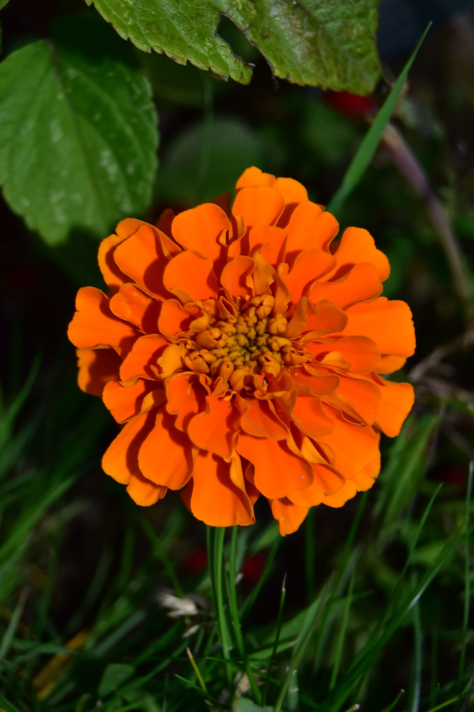Nikon D5600 sample photo. Orange marigold, blossom, bloom photography
