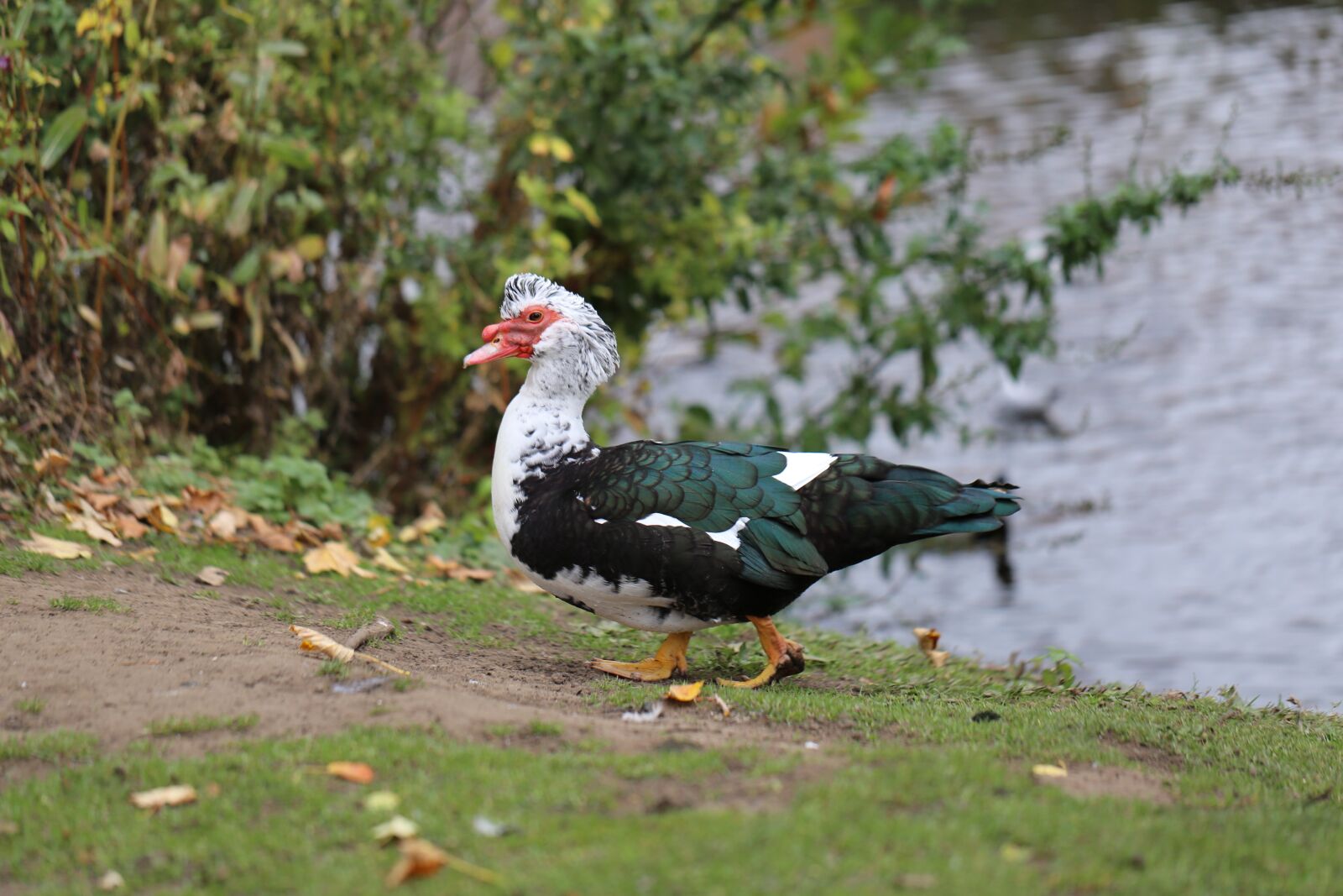 Canon EF 100mm F2.8L Macro IS USM sample photo. Indoutka, duck, ugly duck photography
