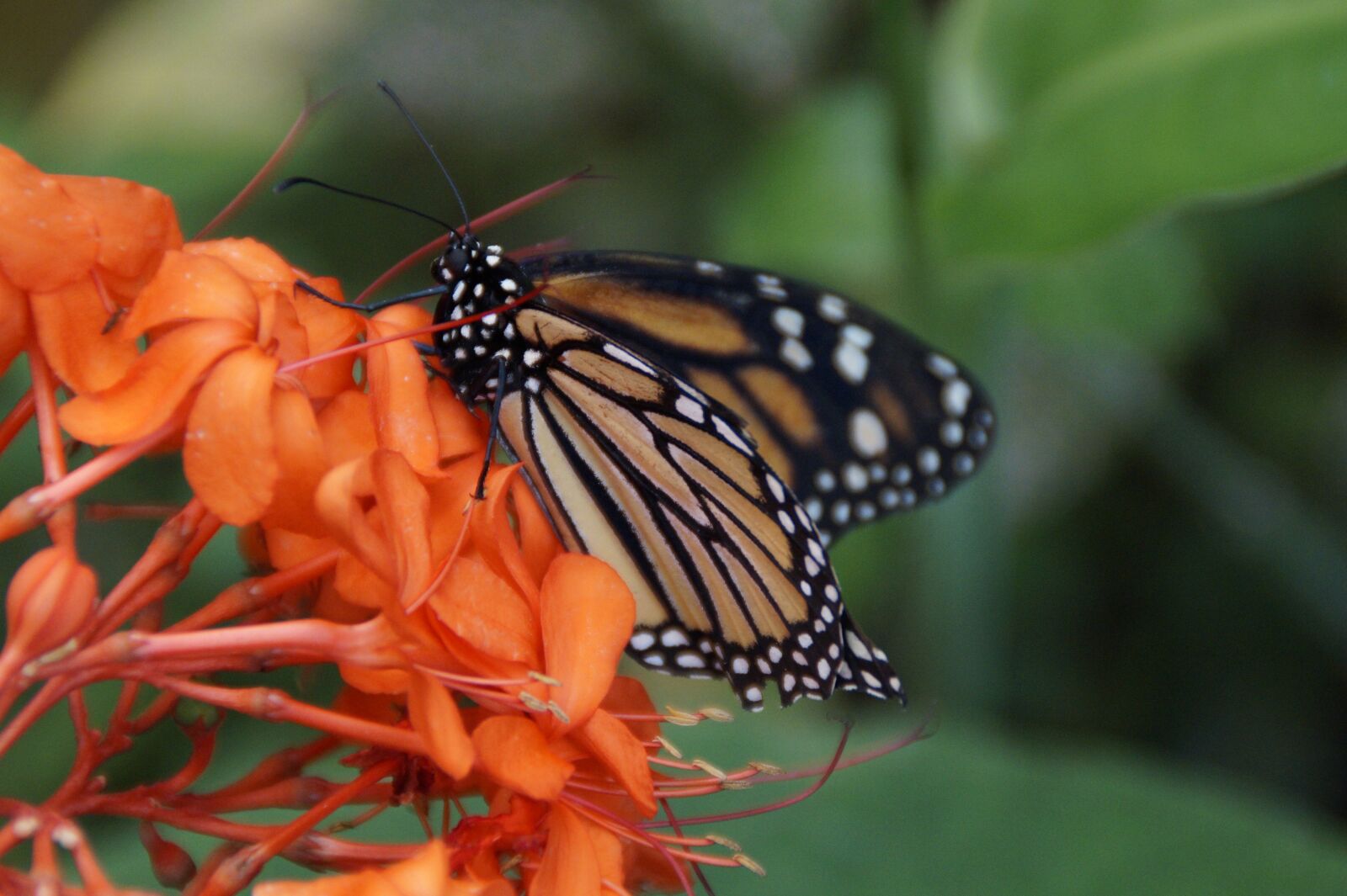 Sony SLT-A58 sample photo. Danaus plexippus, butterfly, canary photography