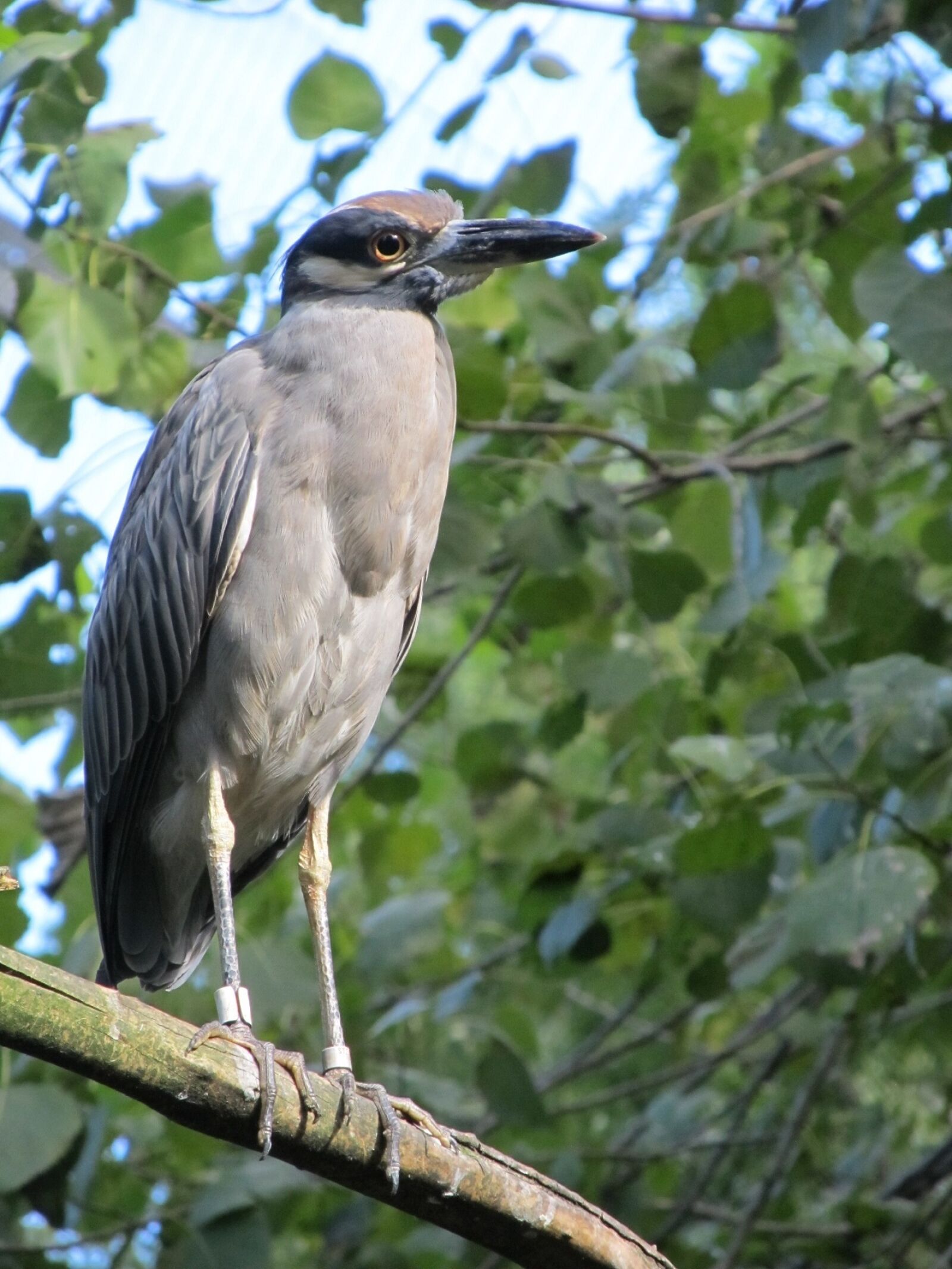 Canon PowerShot SX130 IS sample photo. Black crowned night heron photography
