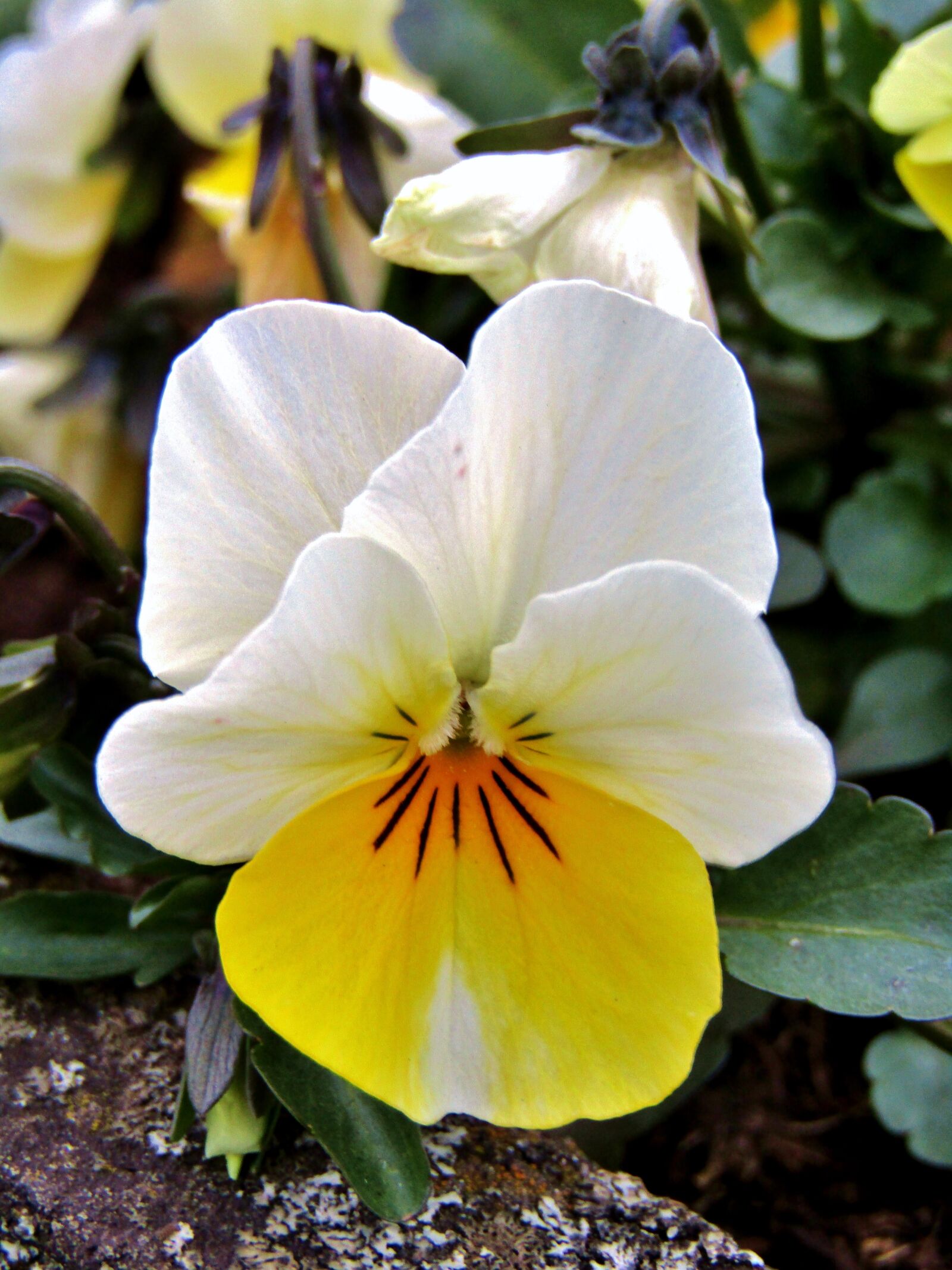 Canon POWERSHOT SX432 IS sample photo. Yellow, white, pansy photography