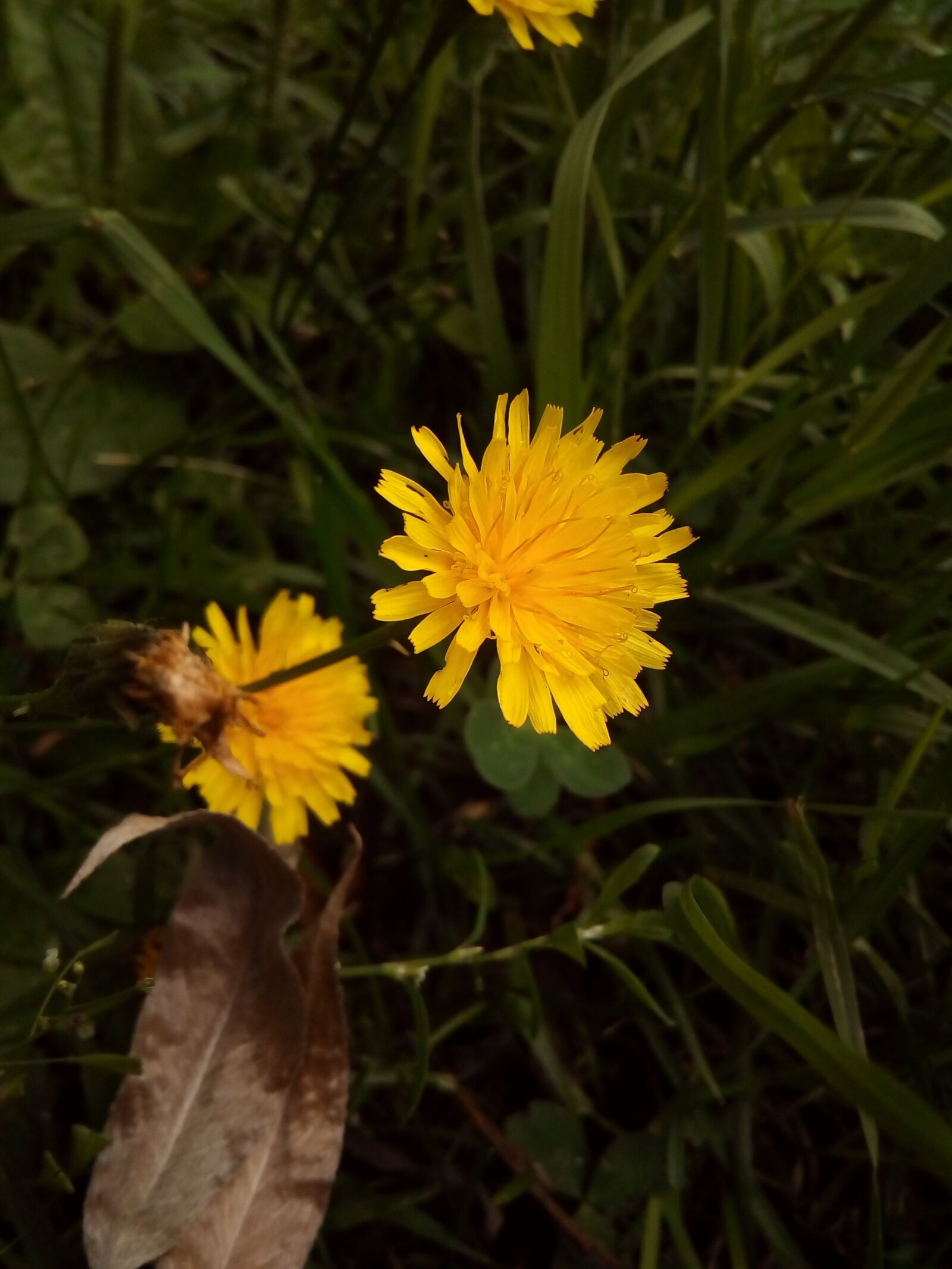 ASUS ZenFone Go (ZC500TG) sample photo. Yellow, flower, wild plants photography