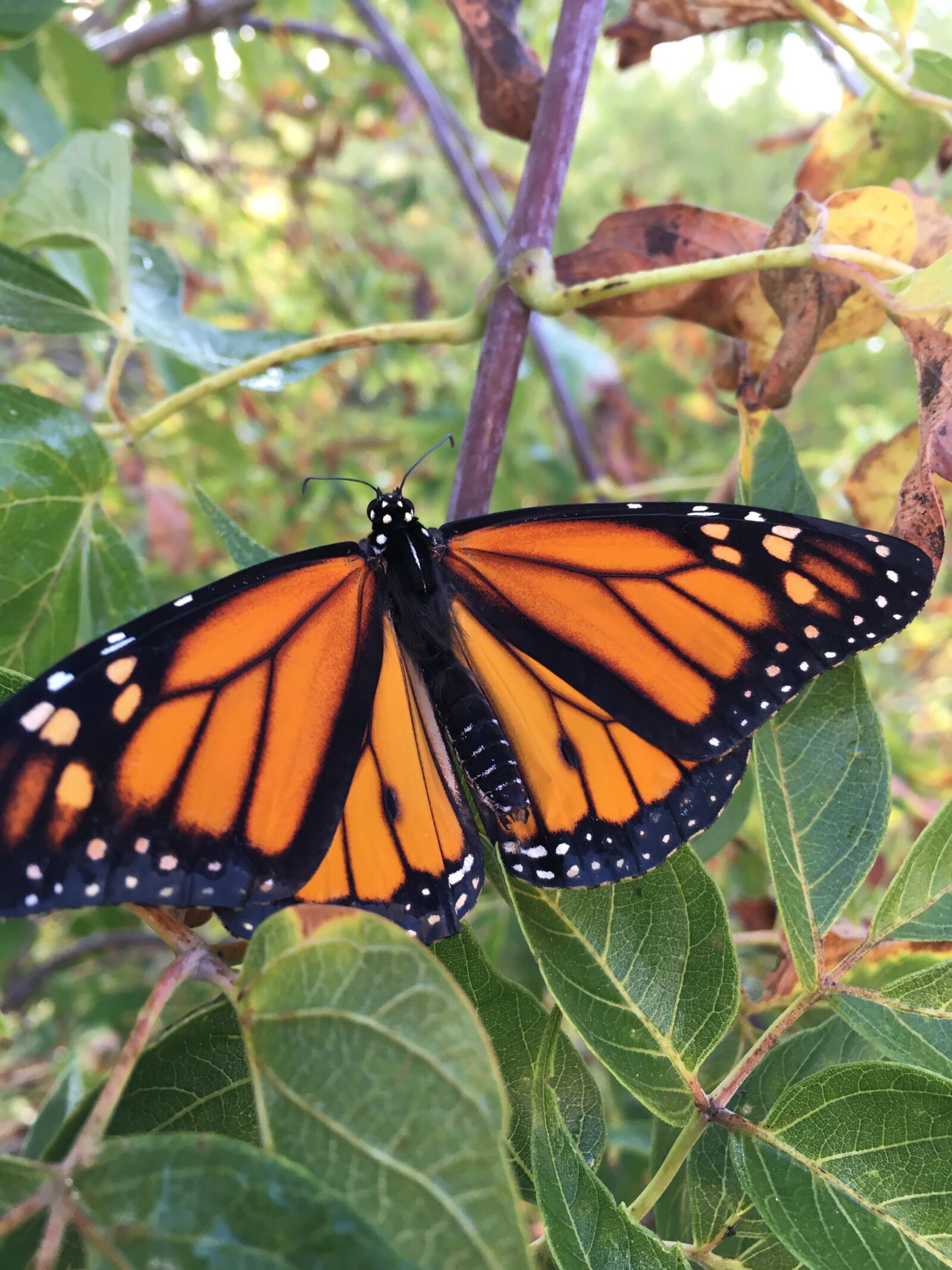 Apple iPhone 6s sample photo. Monarch, butterfly, wings photography