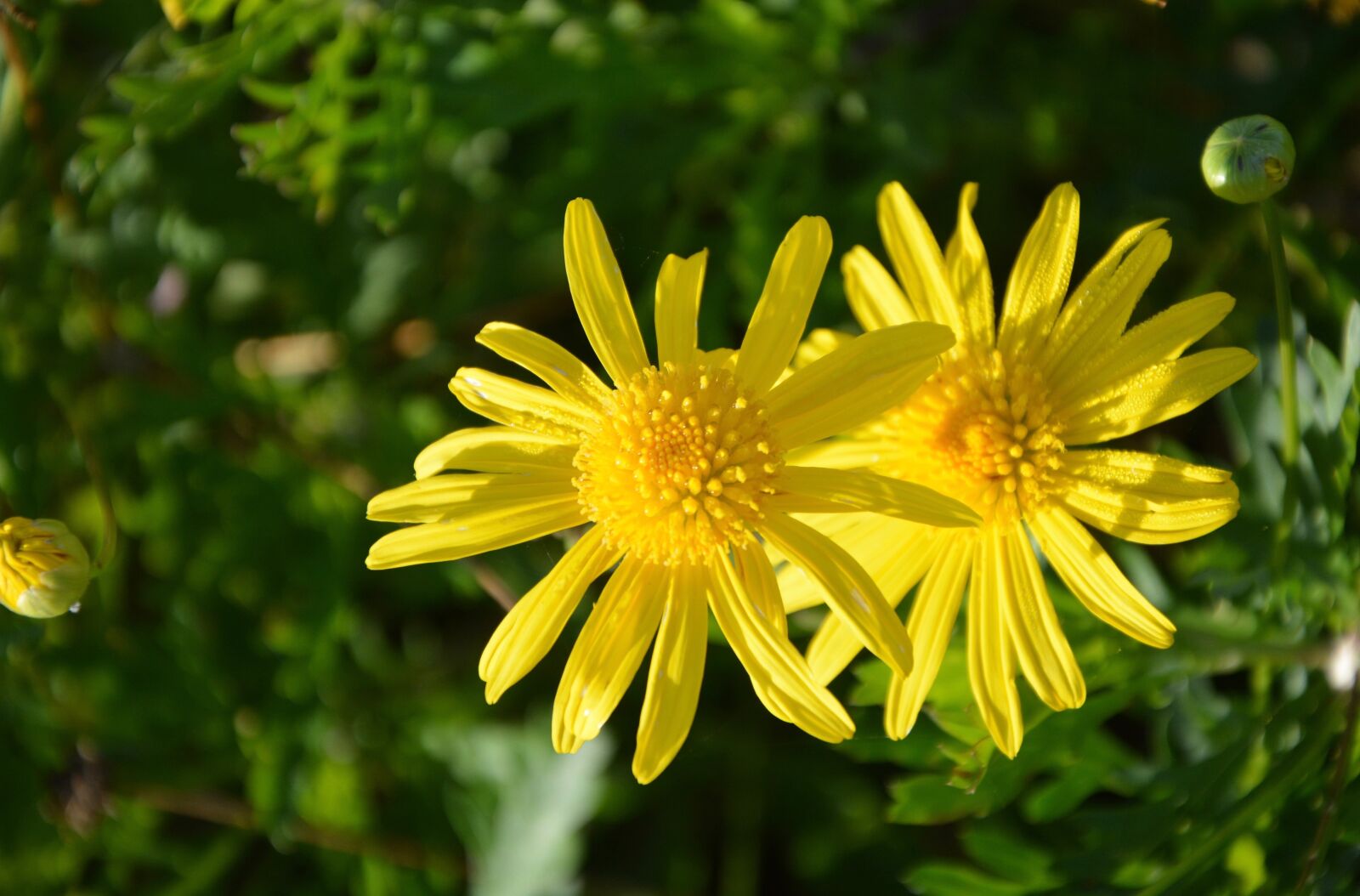 Nikon D5200 sample photo. Yellow daisies, yellow flowers photography