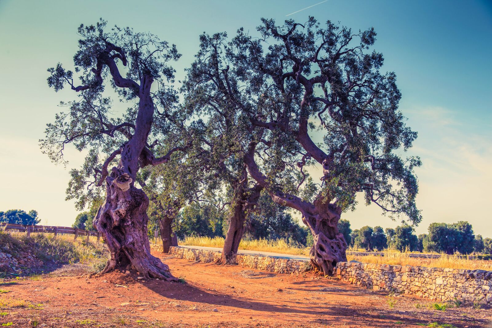 Canon EF 28-105mm f/3.5-4.5 USM sample photo. Olive trees, puglia, italy photography