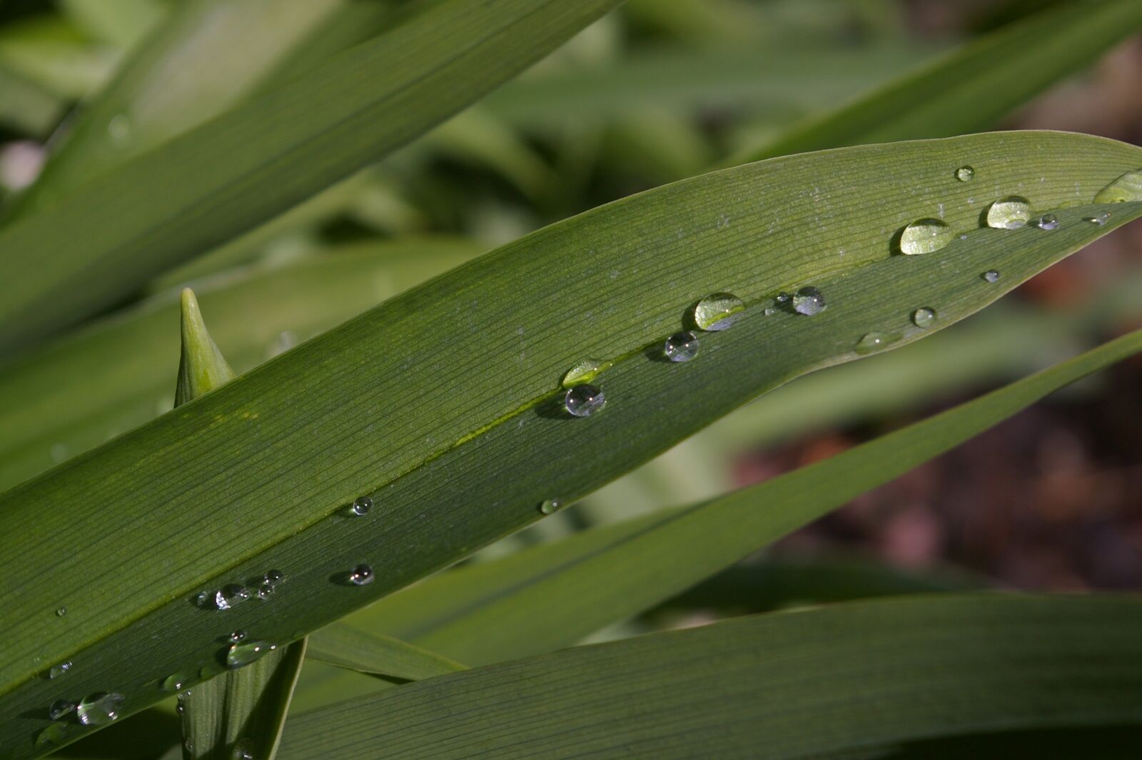 Pentax *ist DL2 sample photo. Raindrop, garden, close up photography