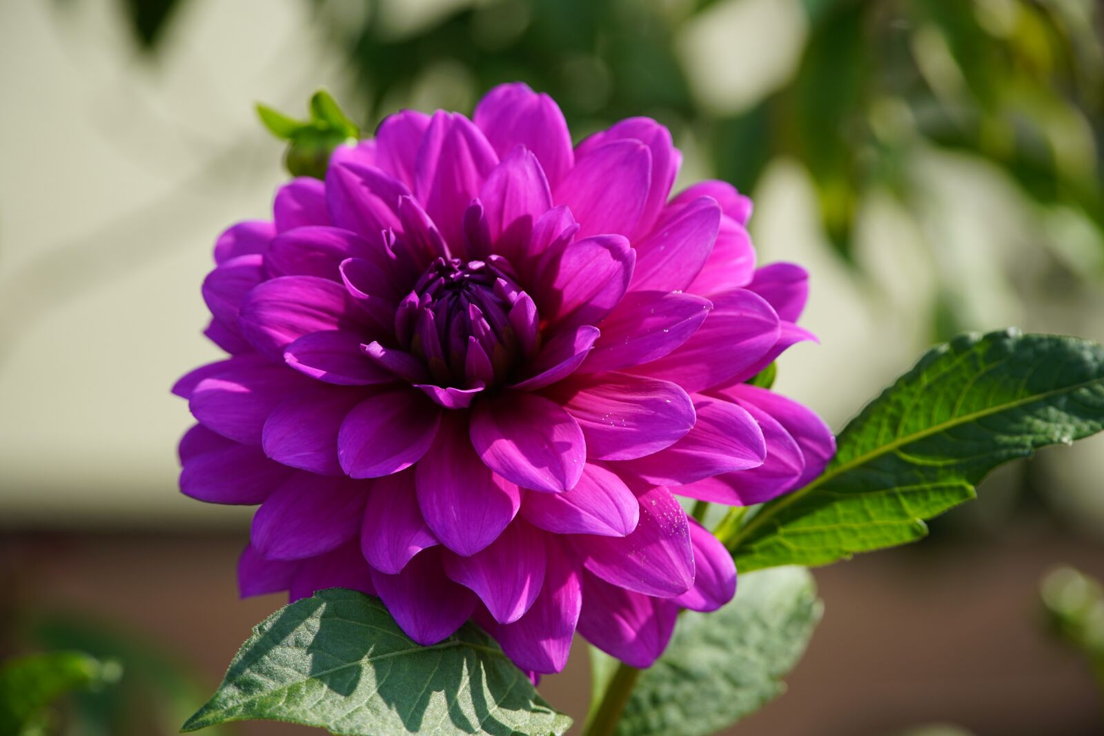 Sony a7R II + Sony E PZ 18-105mm F4 G OSS sample photo. Dahlia, flower, bloom photography