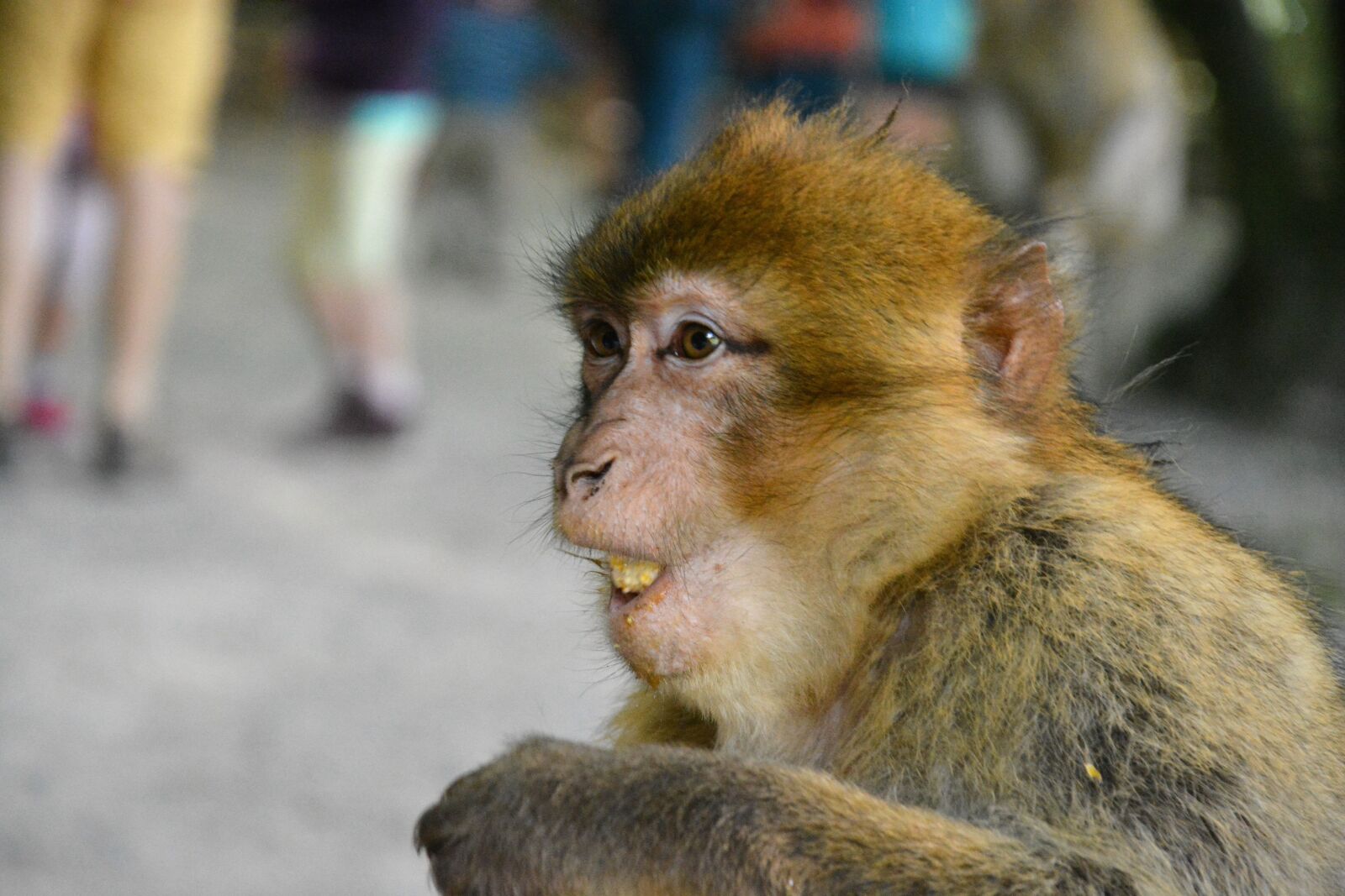 Nikon D5200 sample photo. Monkey, monkey mountain salem photography