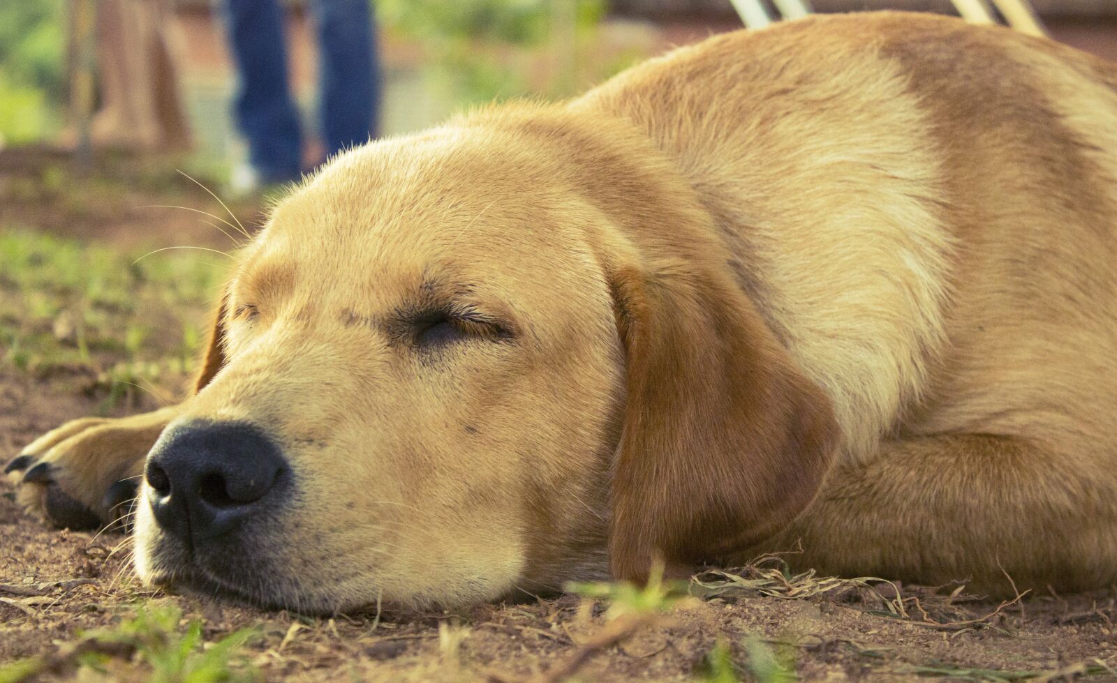Canon EOS 600D (Rebel EOS T3i / EOS Kiss X5) sample photo. Dog, animal, pet photography