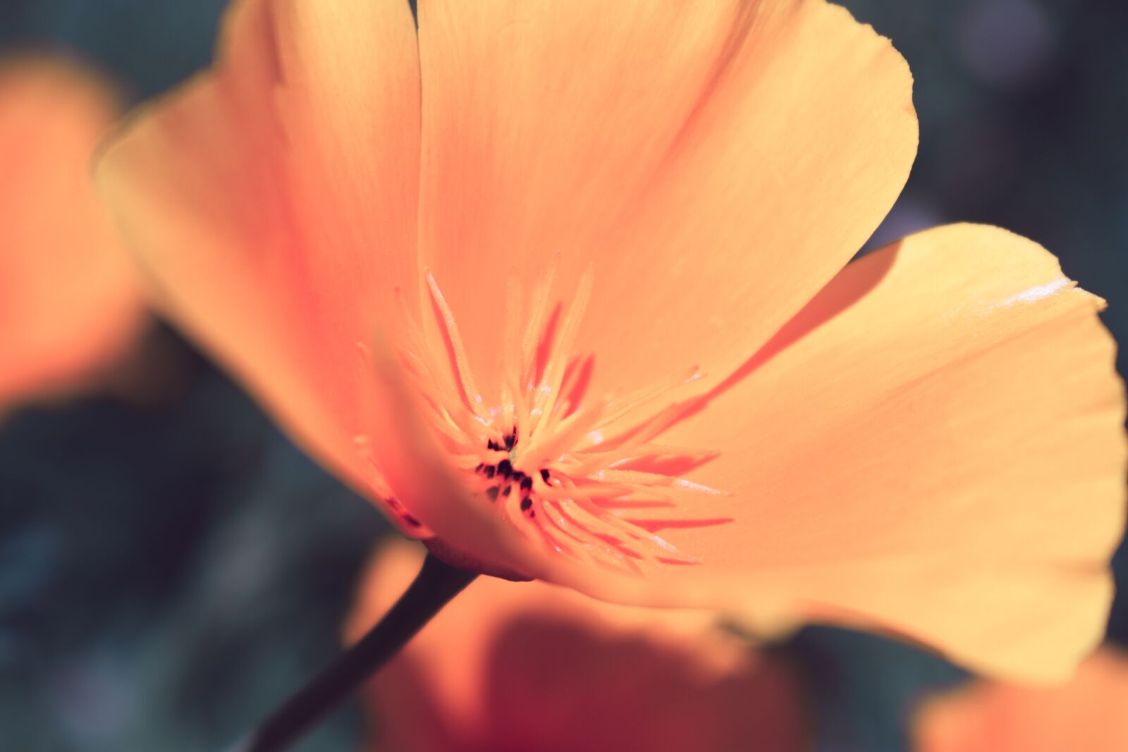Nikon D5600 sample photo. Poppy, macro, bloom photography