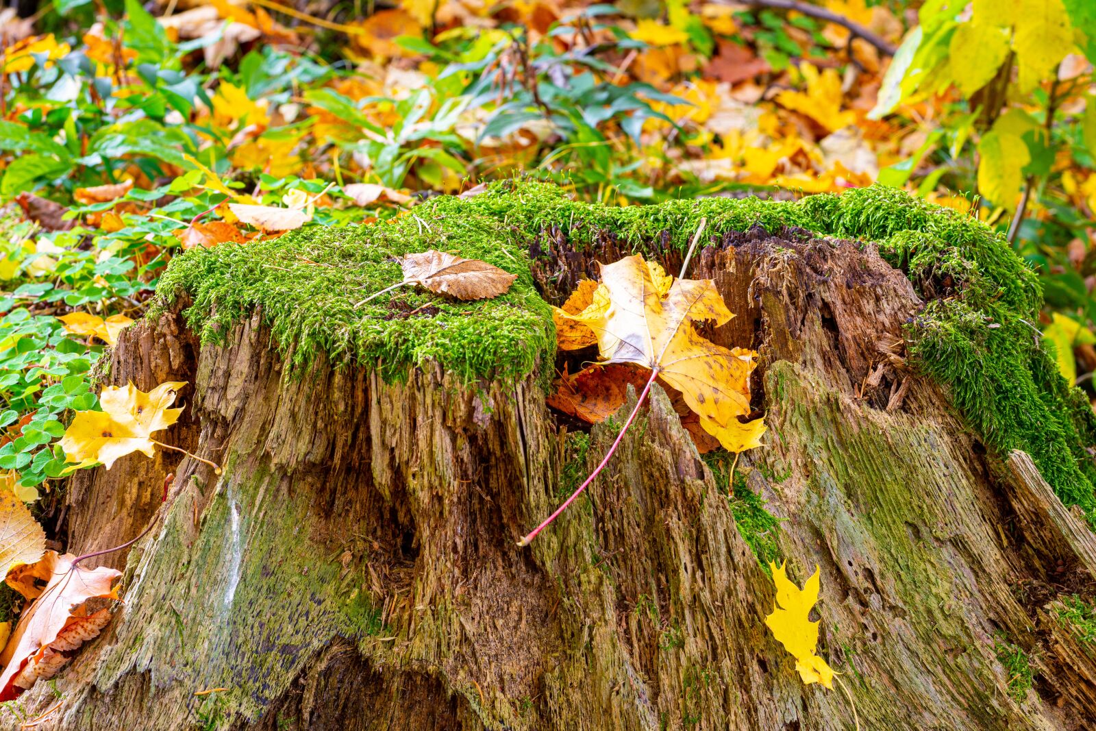 Nikon D7200 sample photo. Autumn, foliage, nature photography