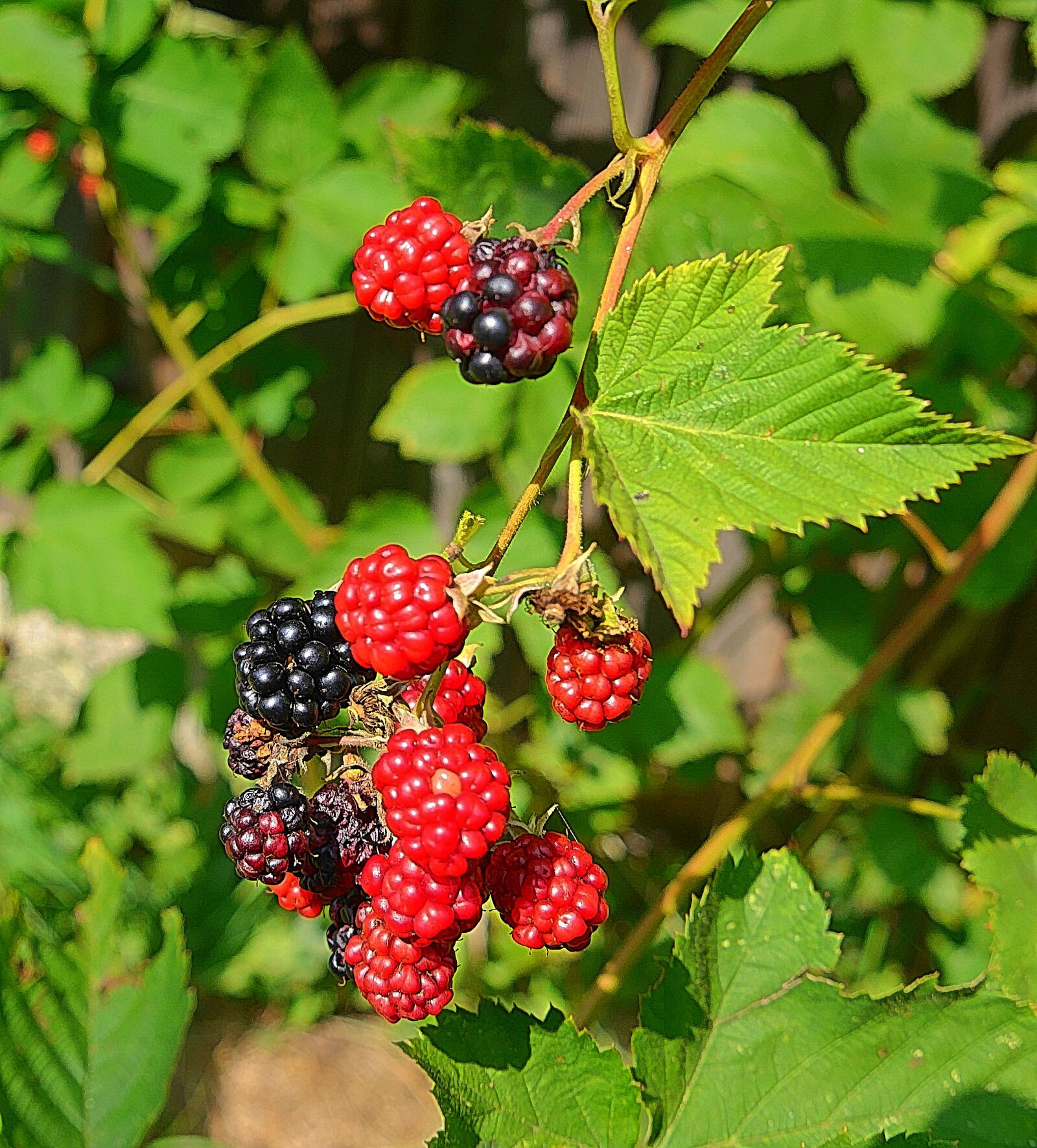 Panasonic Lumix DMC-G6 sample photo. Blackberry, fruit, cobweb photography