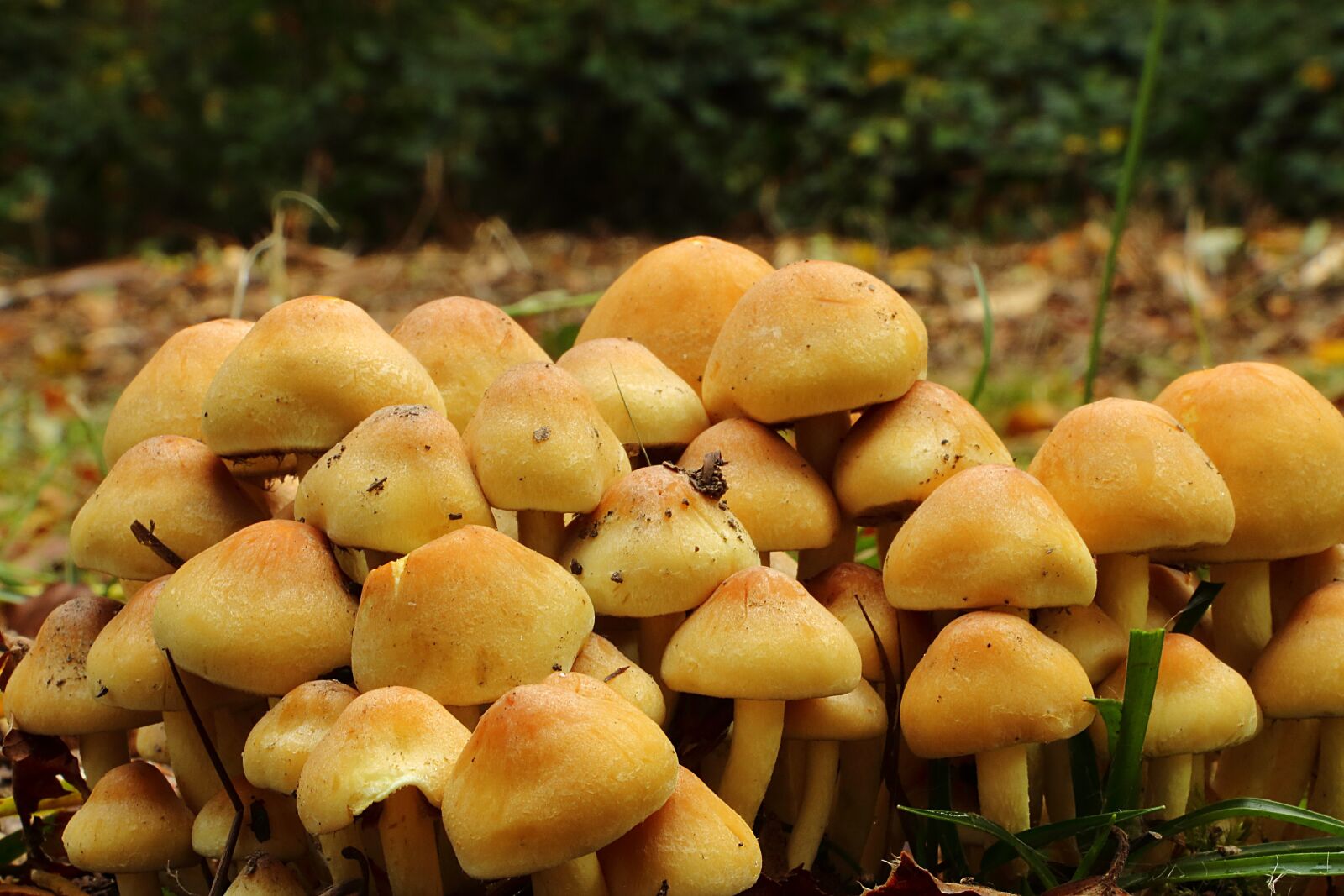 Canon EOS 700D (EOS Rebel T5i / EOS Kiss X7i) sample photo. Mushrooms, forest mushrooms, schwammerln photography